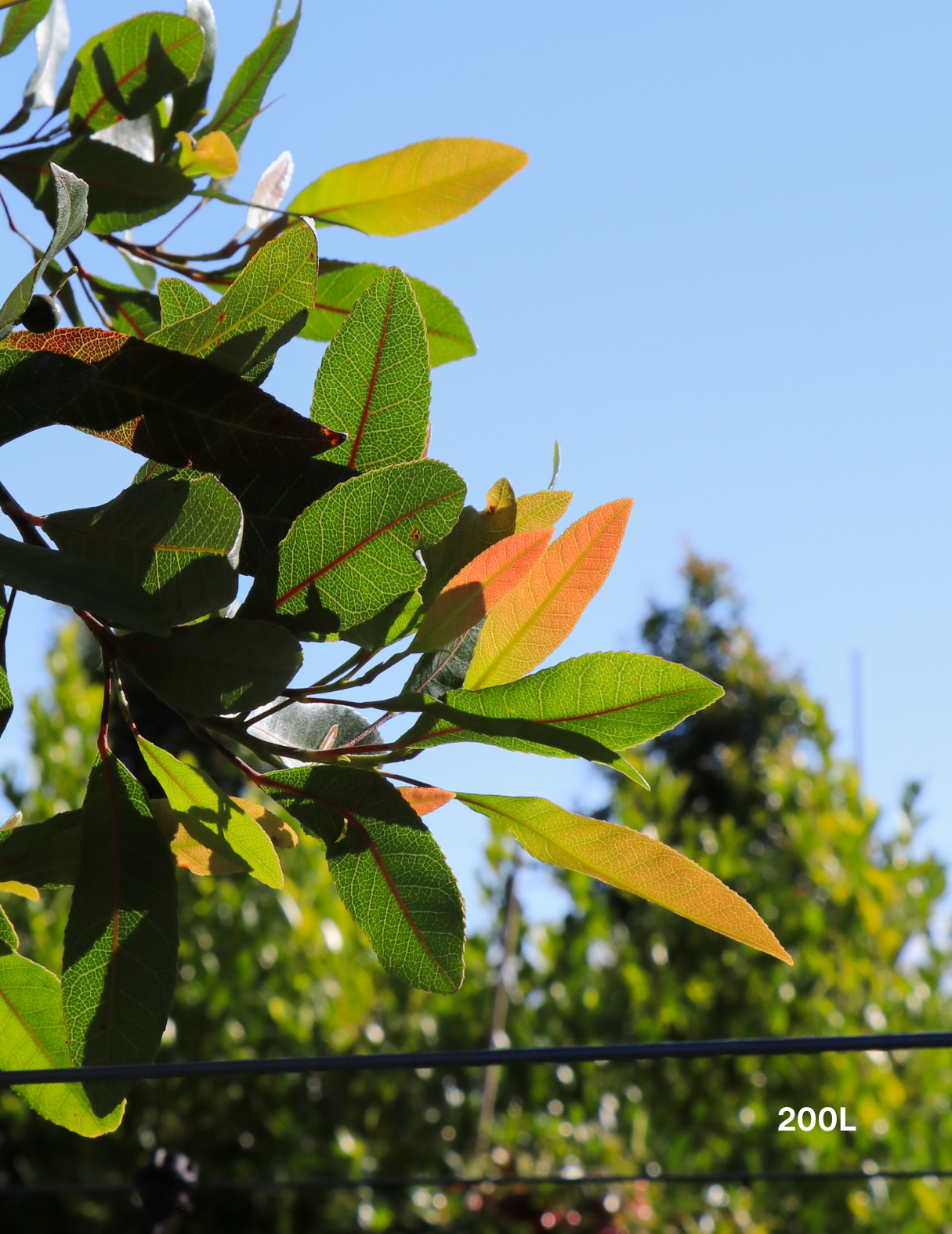 Elaeocarpus reticulatus (Blueberry Ash) - Evergreen Trees Direct