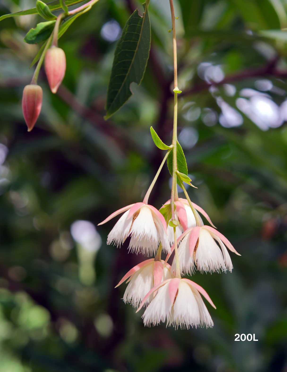 Elaeocarpus reticulatus (Blueberry Ash) - Evergreen Trees Direct