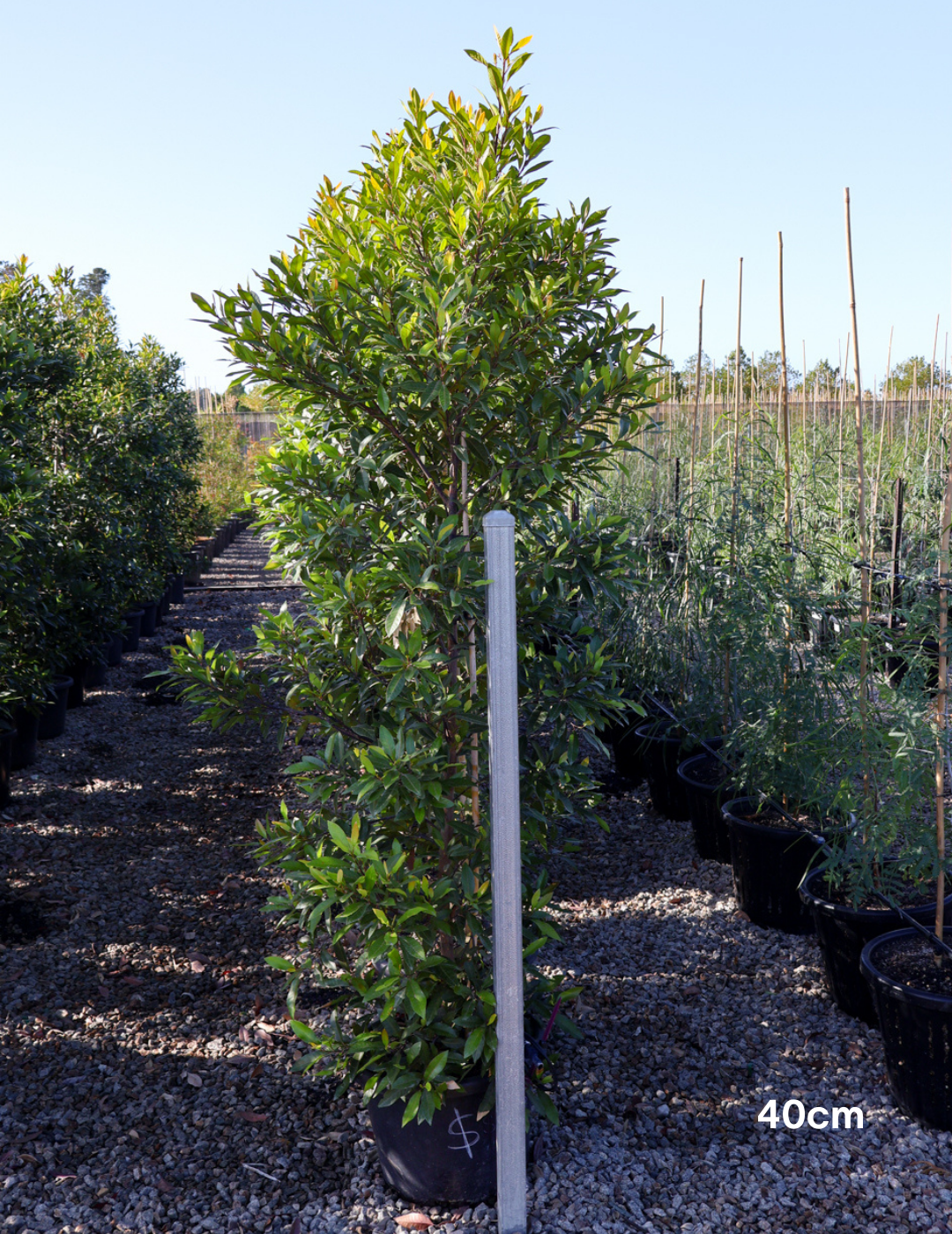 Elaeocarpus reticulatus (Blueberry Ash) - Evergreen Trees Direct