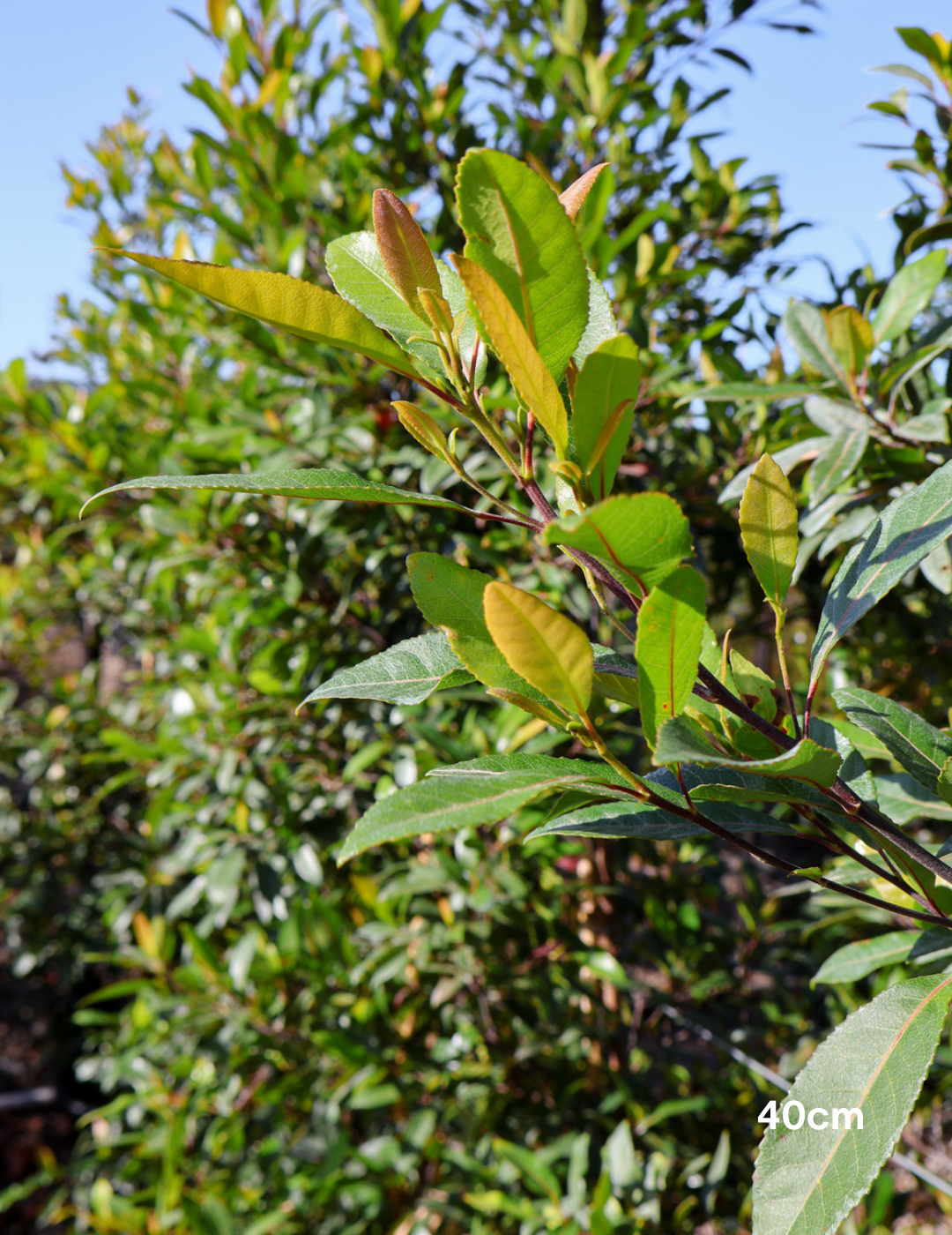 Elaeocarpus reticulatus (Blueberry Ash) - Evergreen Trees Direct