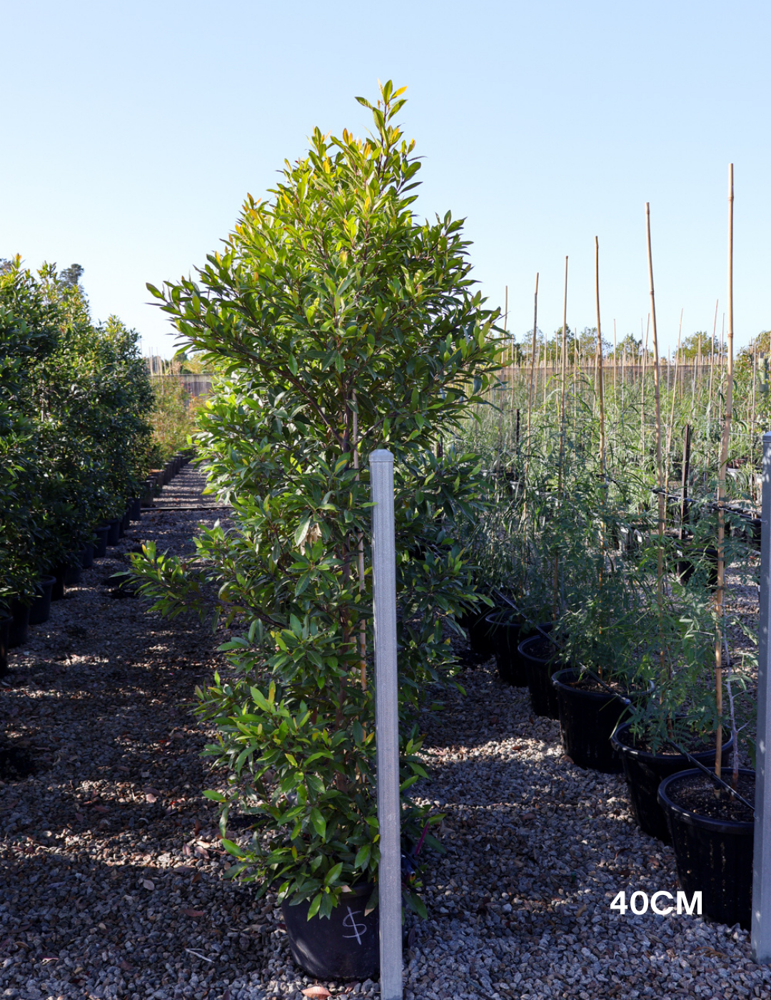Elaeocarpus reticulatus (Blueberry Ash) - Evergreen Trees Direct