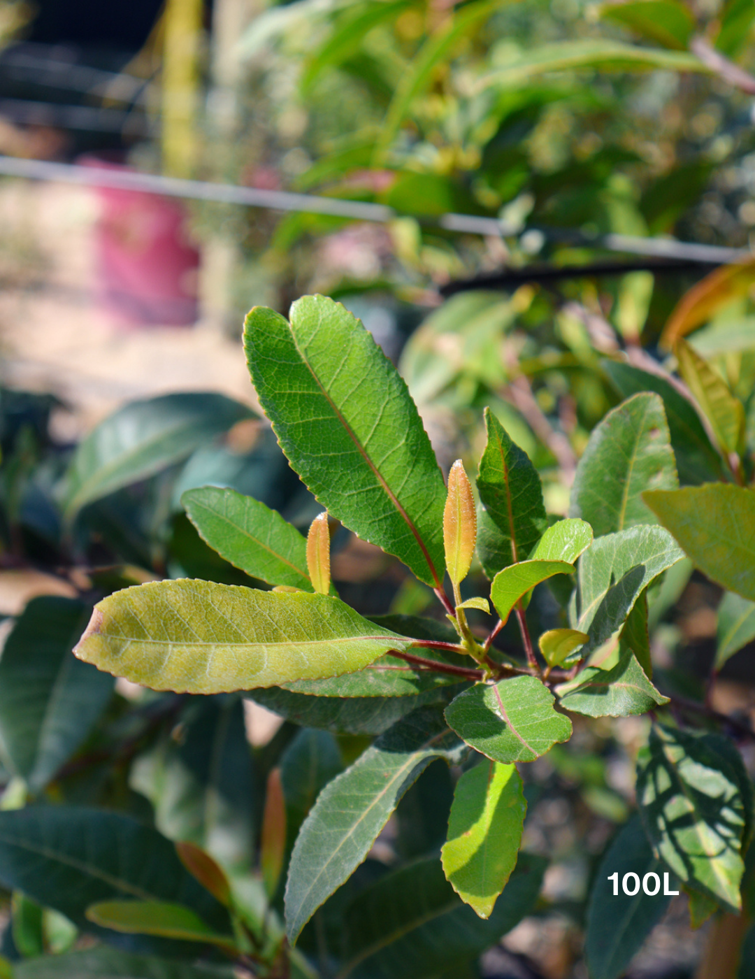 Elaeocarpus reticulatus (Blueberry Ash) - Evergreen Trees Direct