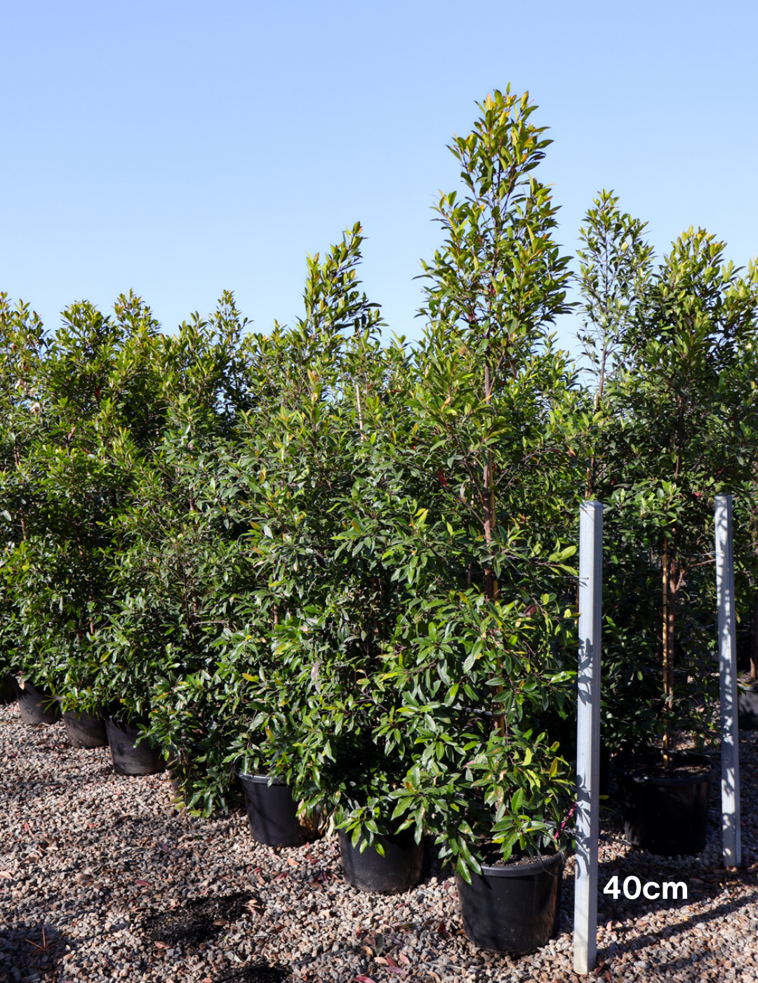 Elaeocarpus reticulatus (Blueberry Ash) - Evergreen Trees Direct