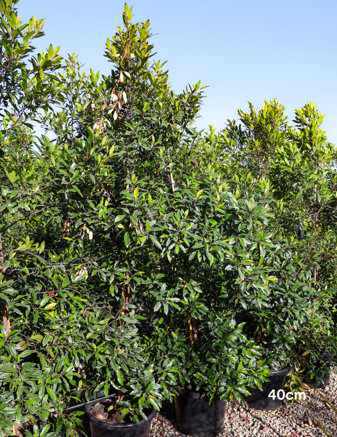Elaeocarpus reticulatus (Blueberry Ash) - Evergreen Trees Direct