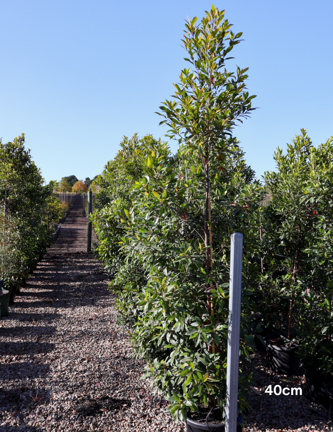 Elaeocarpus reticulatus (Blueberry Ash) - Evergreen Trees Direct