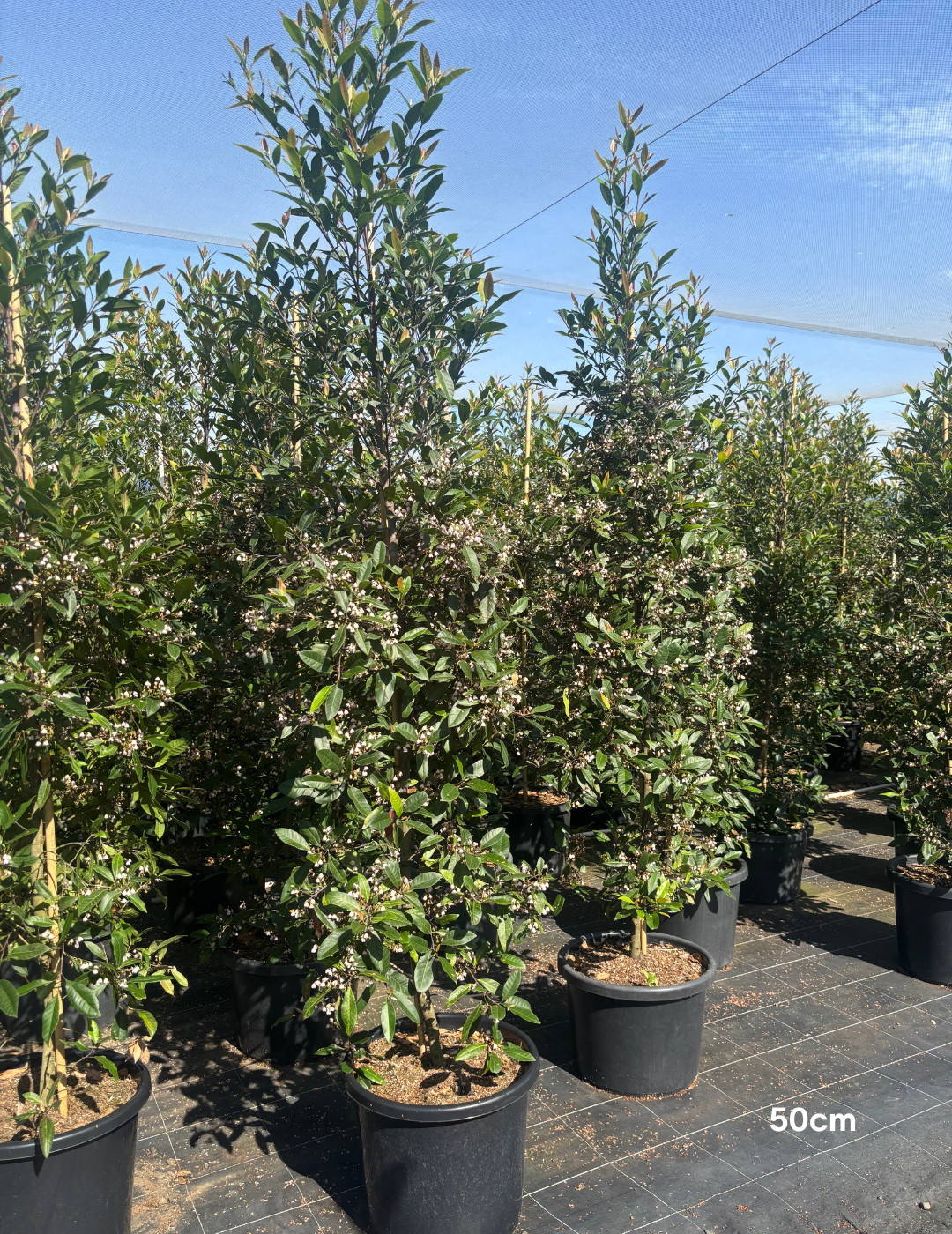Elaeocarpus reticulatus -Blueberry Ash - Evergreen Trees Direct