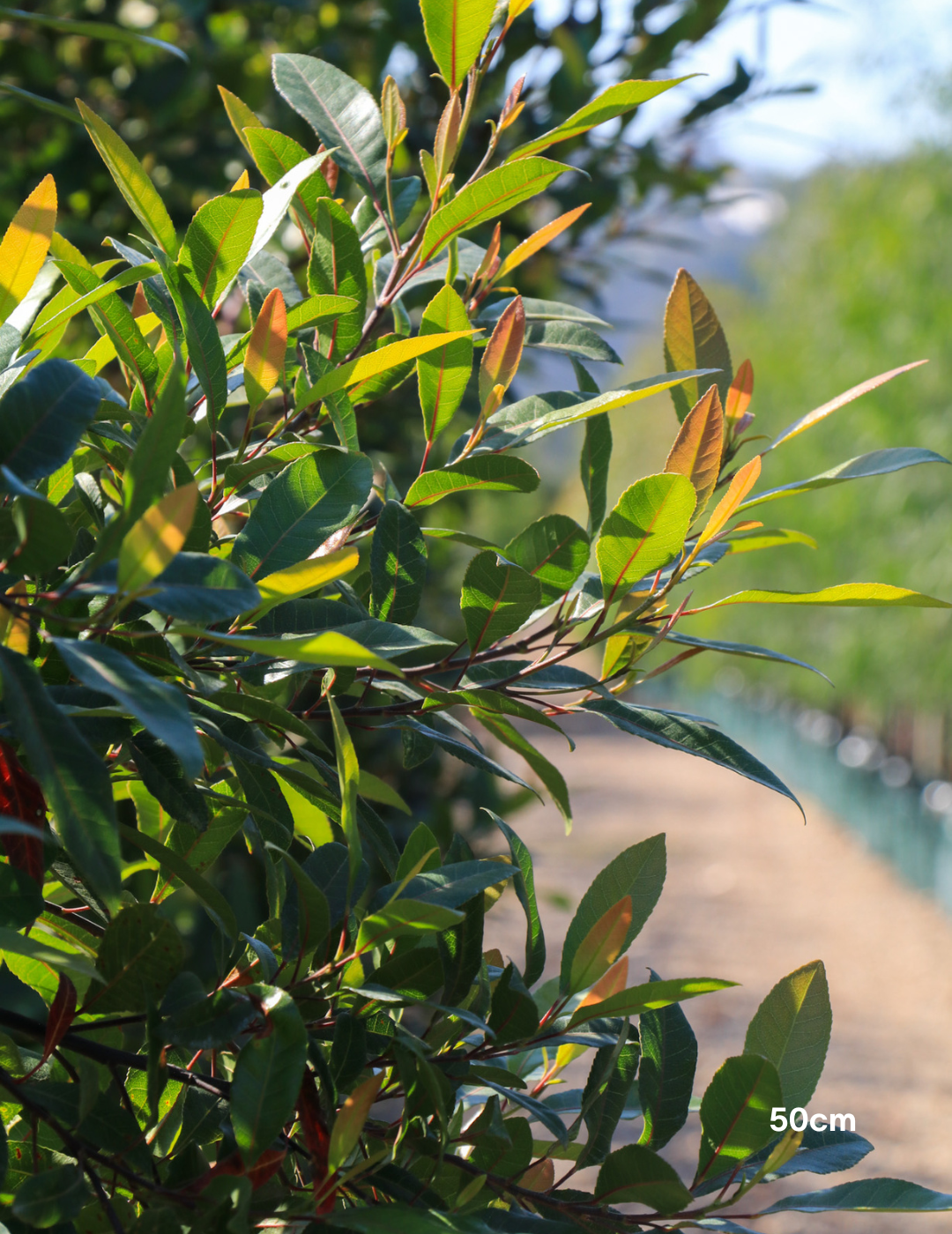 Elaeocarpus reticulatus -Blueberry Ash - Evergreen Trees Direct
