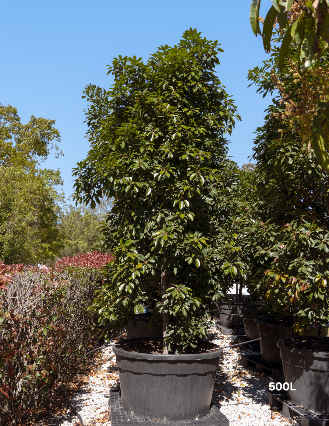 Elaeocarpus Eumundi - Evergreen Trees Direct