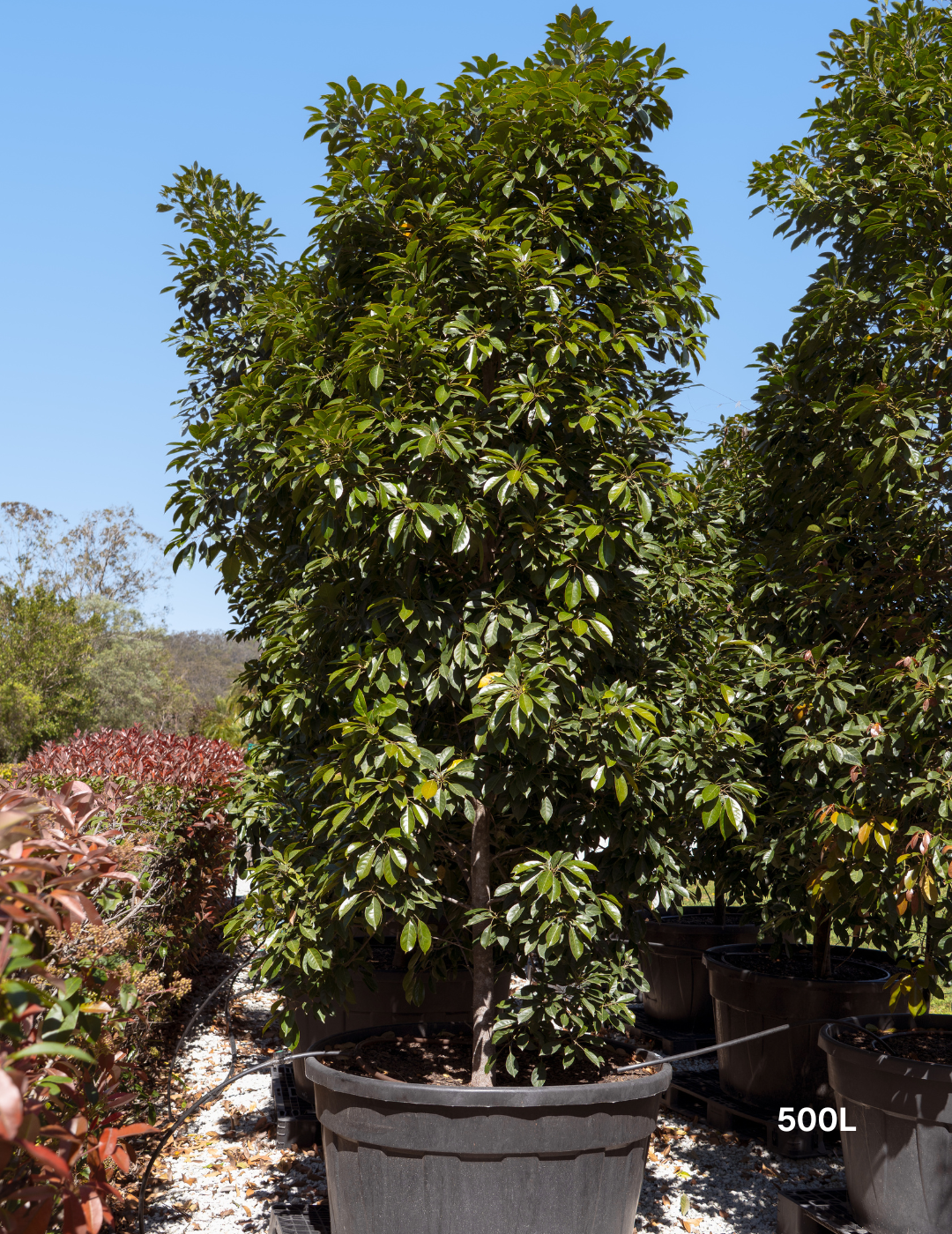 Elaeocarpus Eumundi - Evergreen Trees Direct