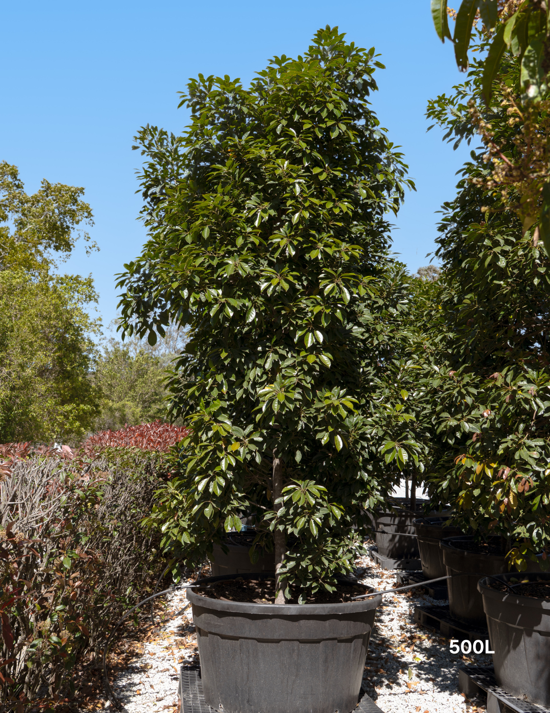 Elaeocarpus Eumundi