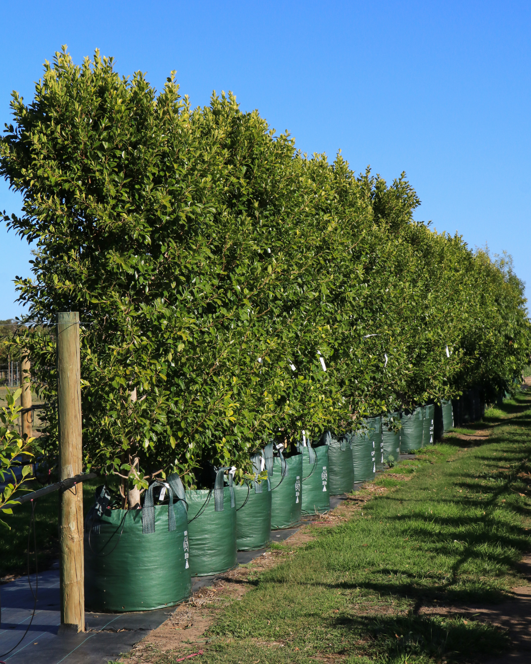 Evergreen Trees Direct