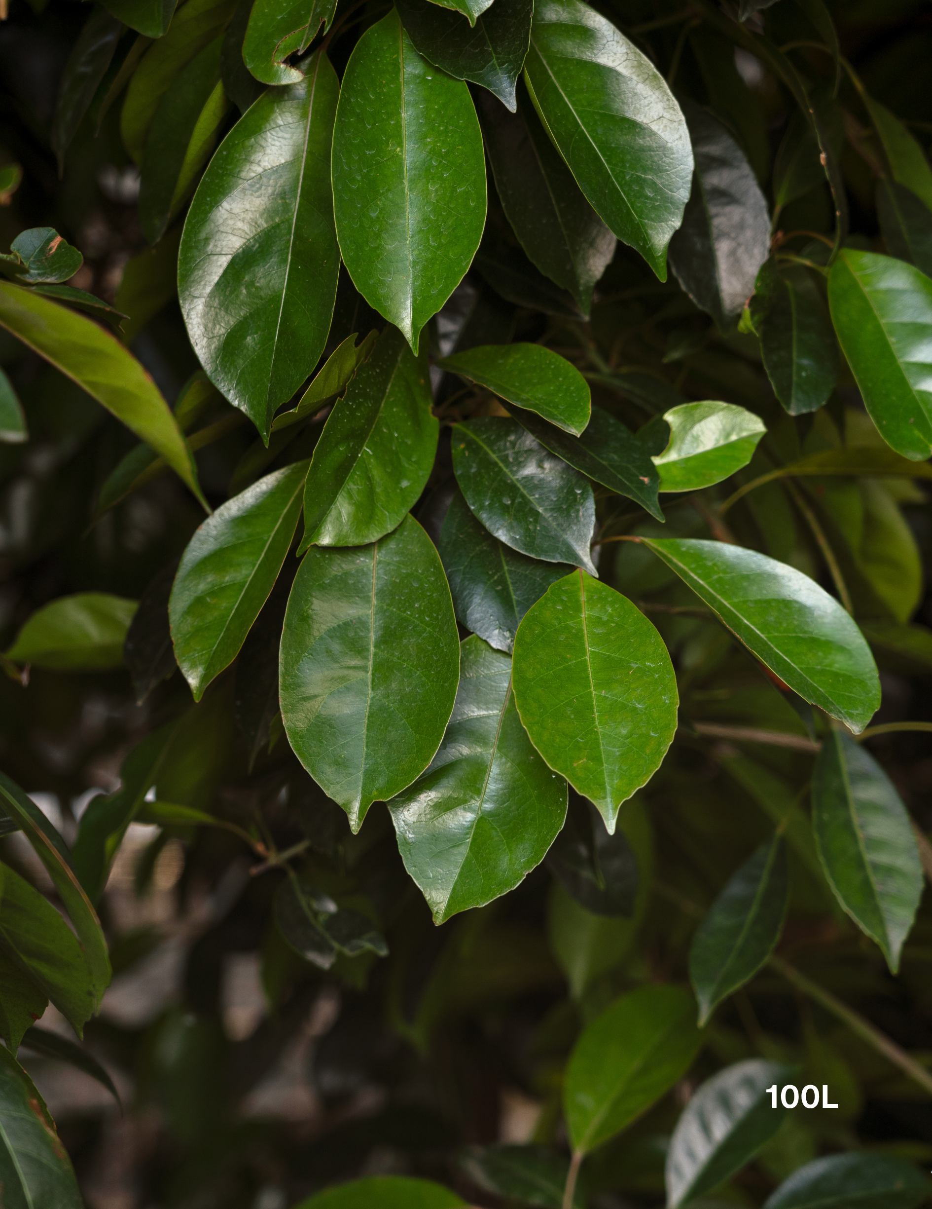Elaeocarpus eumundi