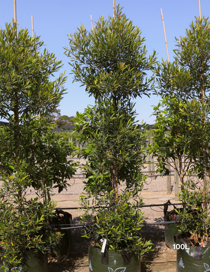 Elaeocarpus Reticulates White - Evergreen Trees Direct