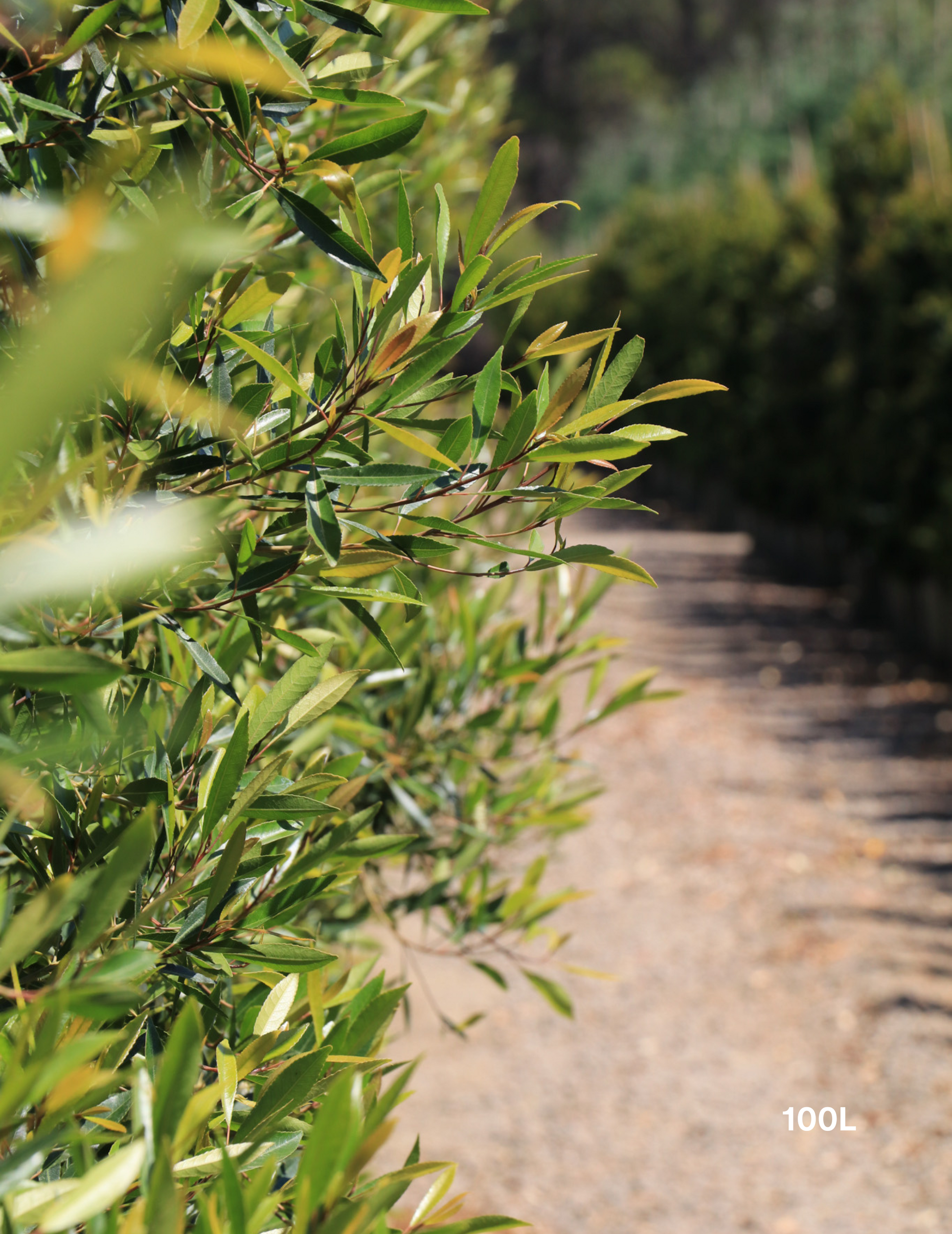 Elaeocarpus Reticulates White - Evergreen Trees Direct