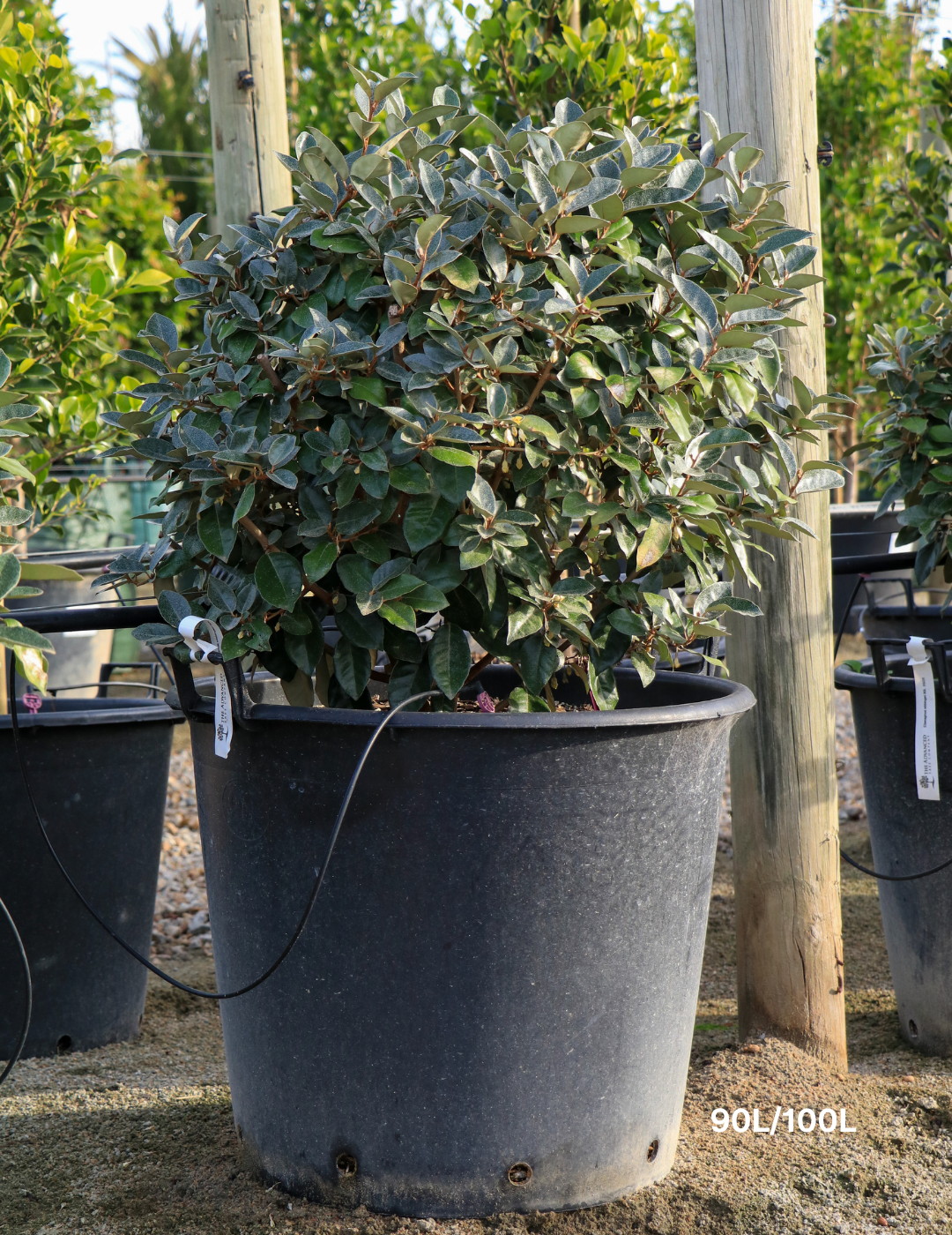 Elaeagnus × ebbingei balls - Evergreen Trees Direct