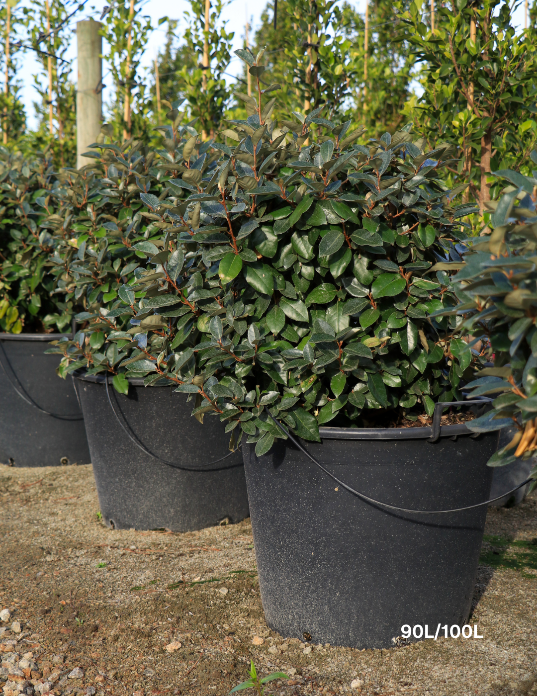 Elaeagnus × ebbingei balls - Evergreen Trees Direct