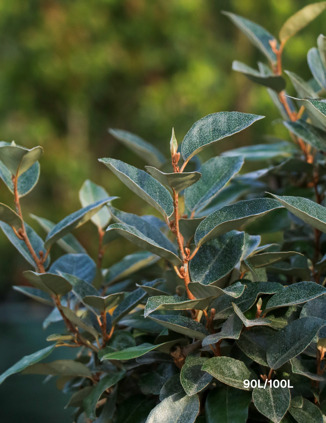Elaeagnus × ebbingei balls - Evergreen Trees Direct