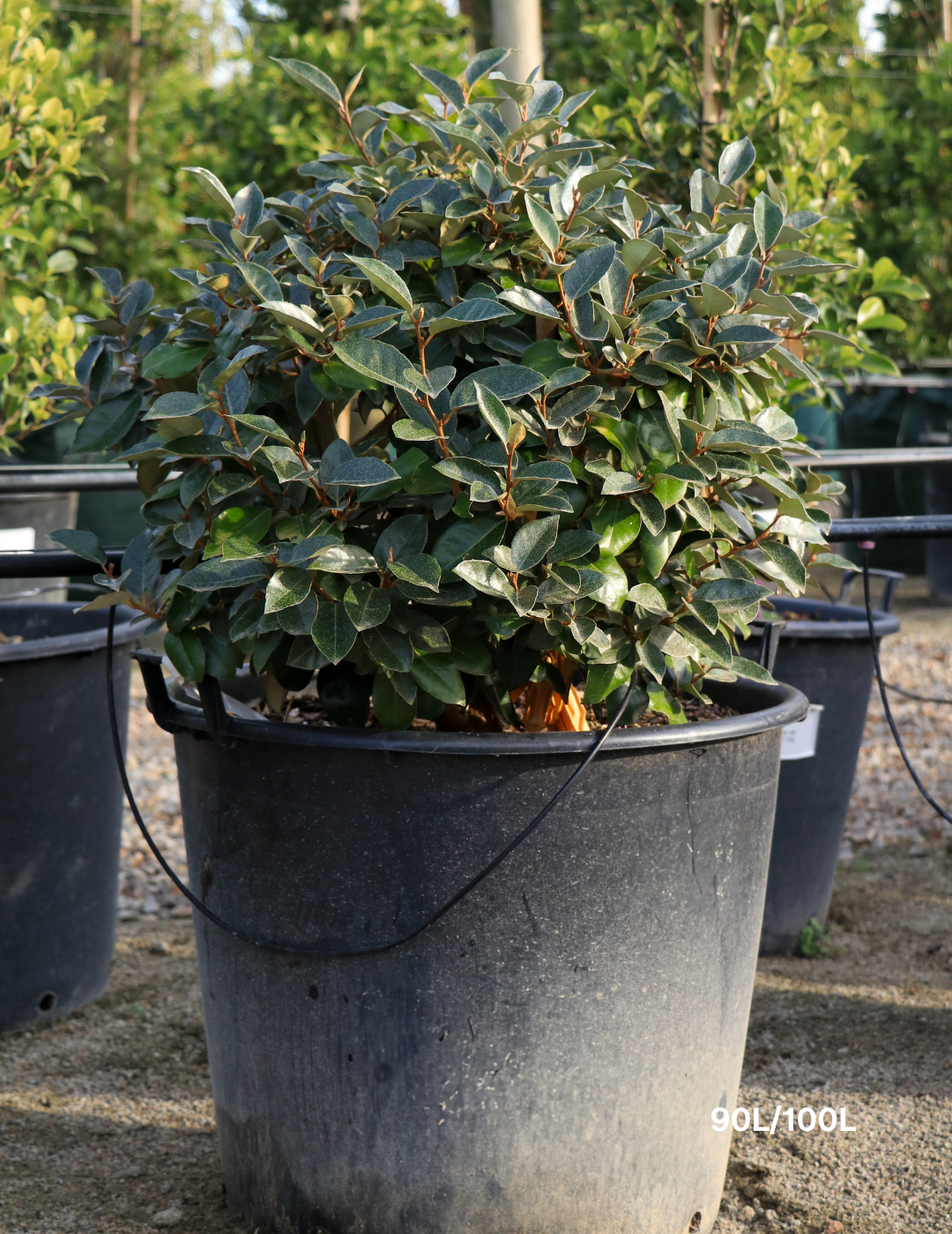 Elaeagnus x ebbingei Ball Form - Evergreen Trees Direct