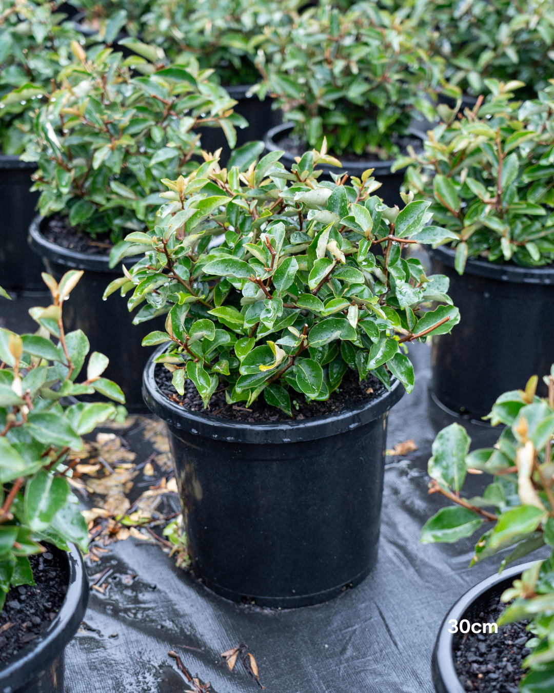 Elaeagnus x ebbingei – Silverberry