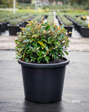 Elaeagnus x ebbingei – Silverberry