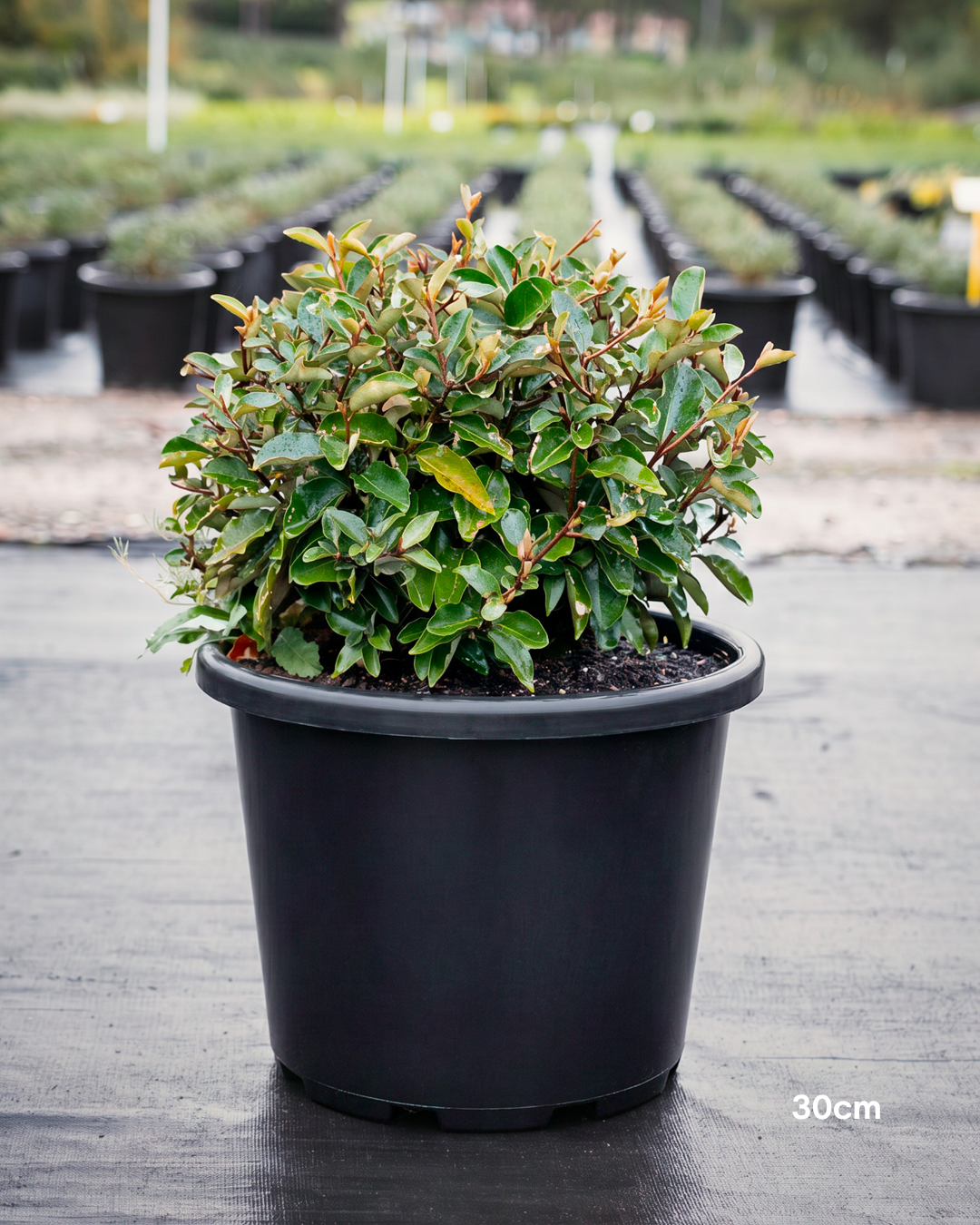 Elaeagnus x ebbingei – Silverberry