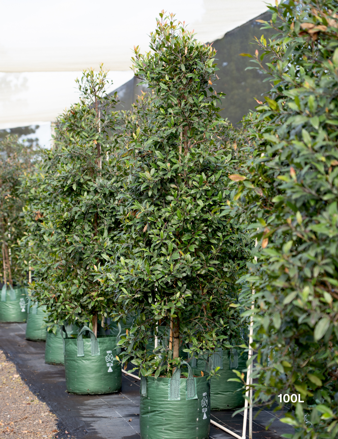 Elaeocarpus reticulatus -Blueberry Ash