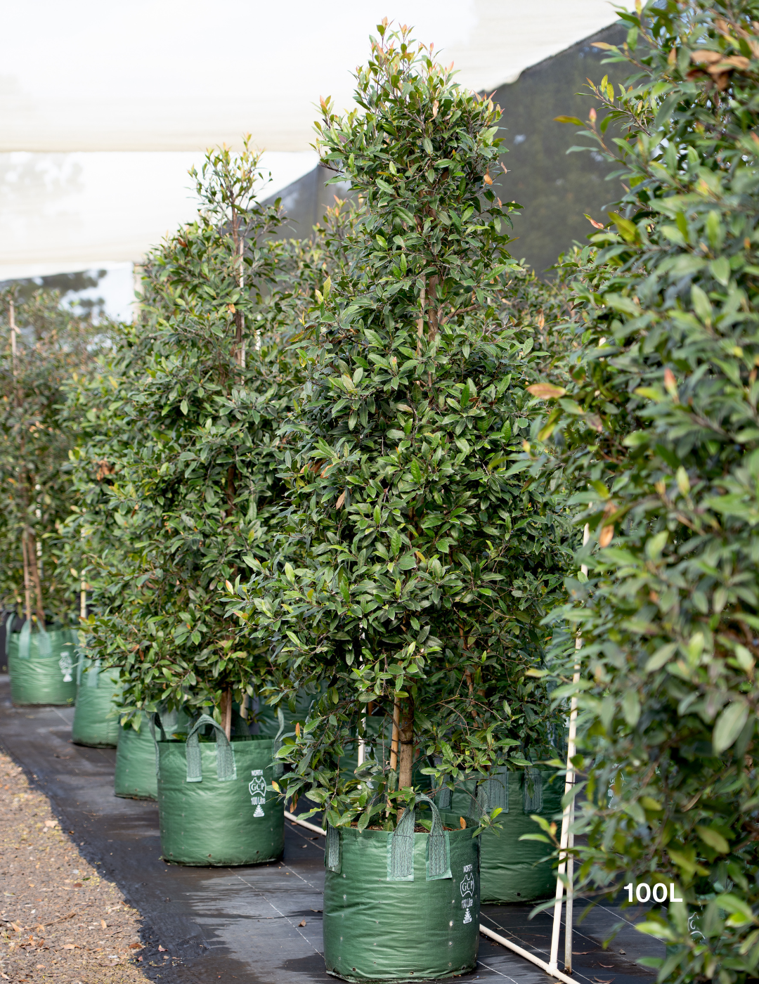 Elaeocarpus reticulatus -Blueberry Ash - Evergreen Trees Direct