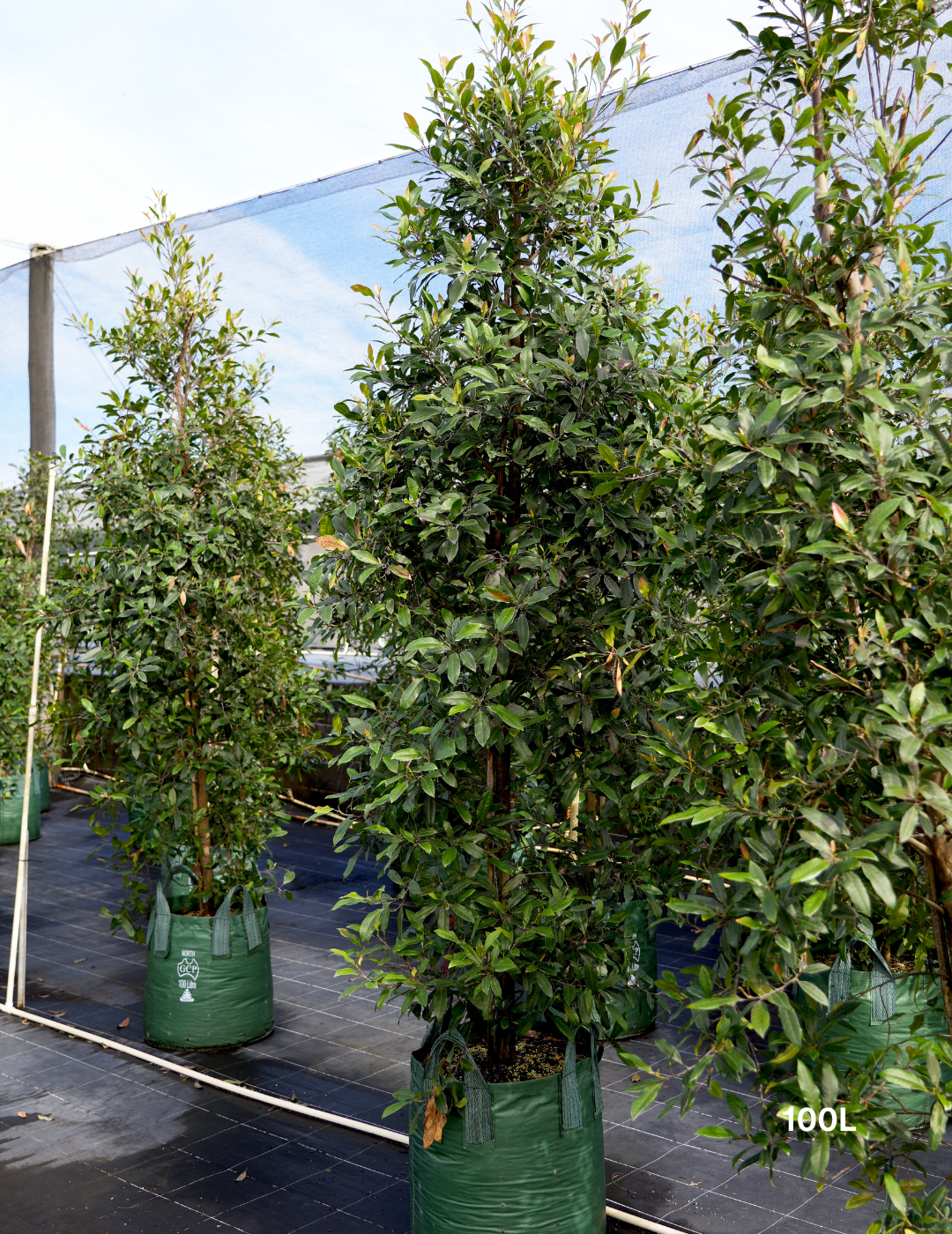 Elaeocarpus reticulatus -Blueberry Ash - Evergreen Trees Direct