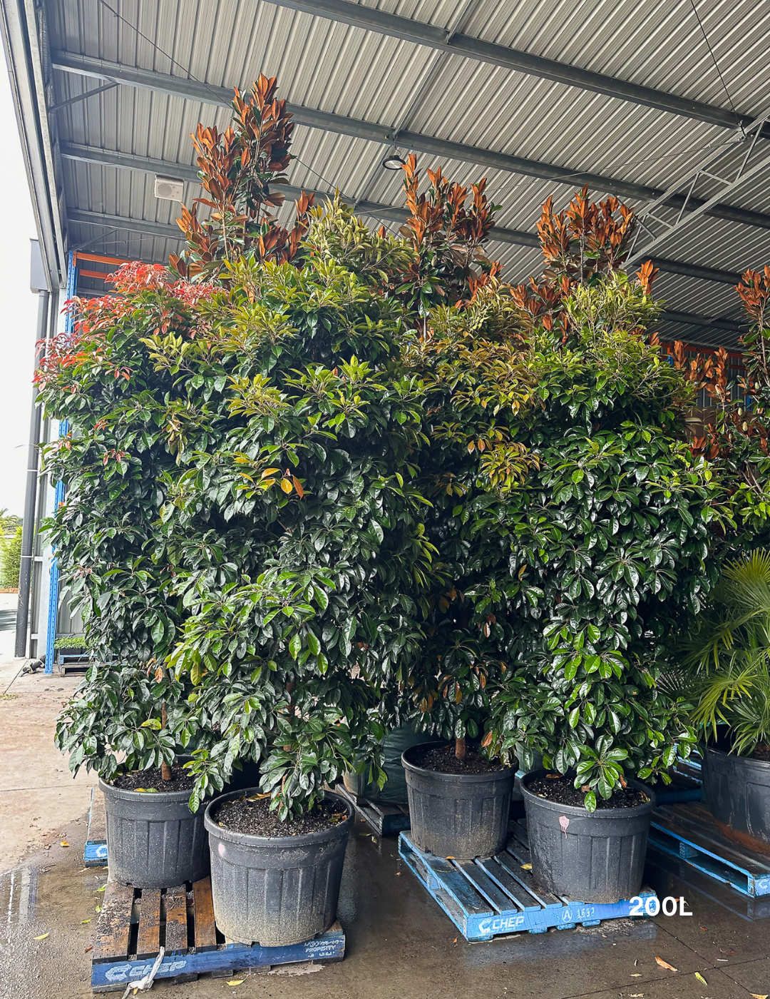 Elaeocarpus Eumundi - Evergreen Trees Direct