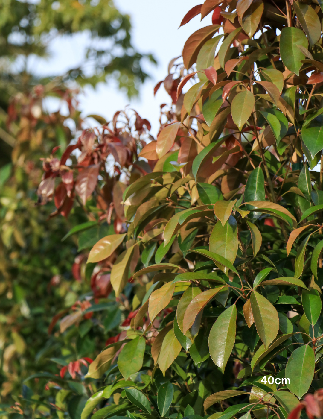 Elaeocarpus Eumundi - Evergreen Trees Direct