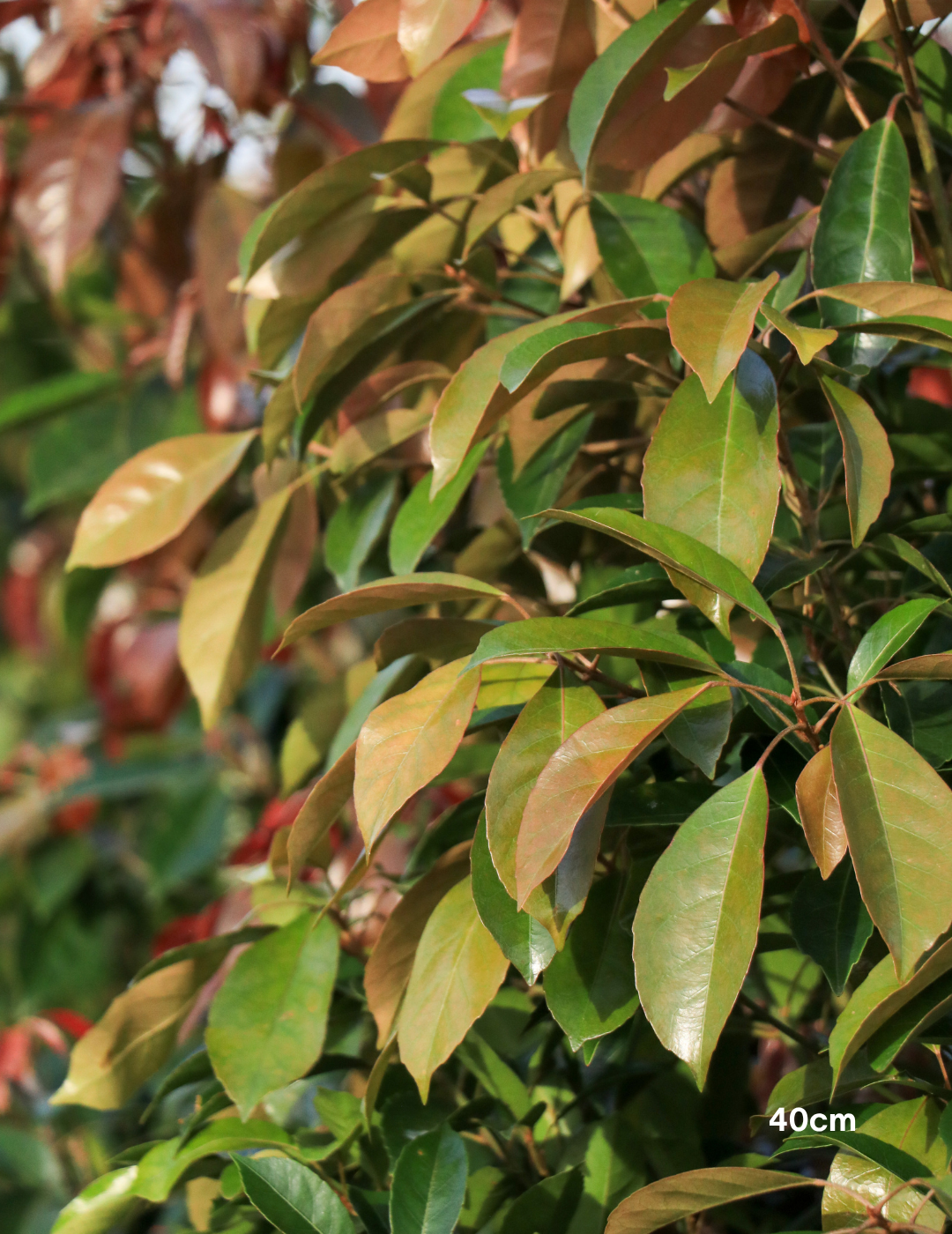 Elaeocarpus Eumundi - Evergreen Trees Direct