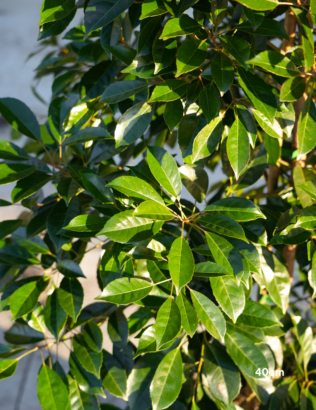 Elaeocarpus Eumundi - Evergreen Trees Direct