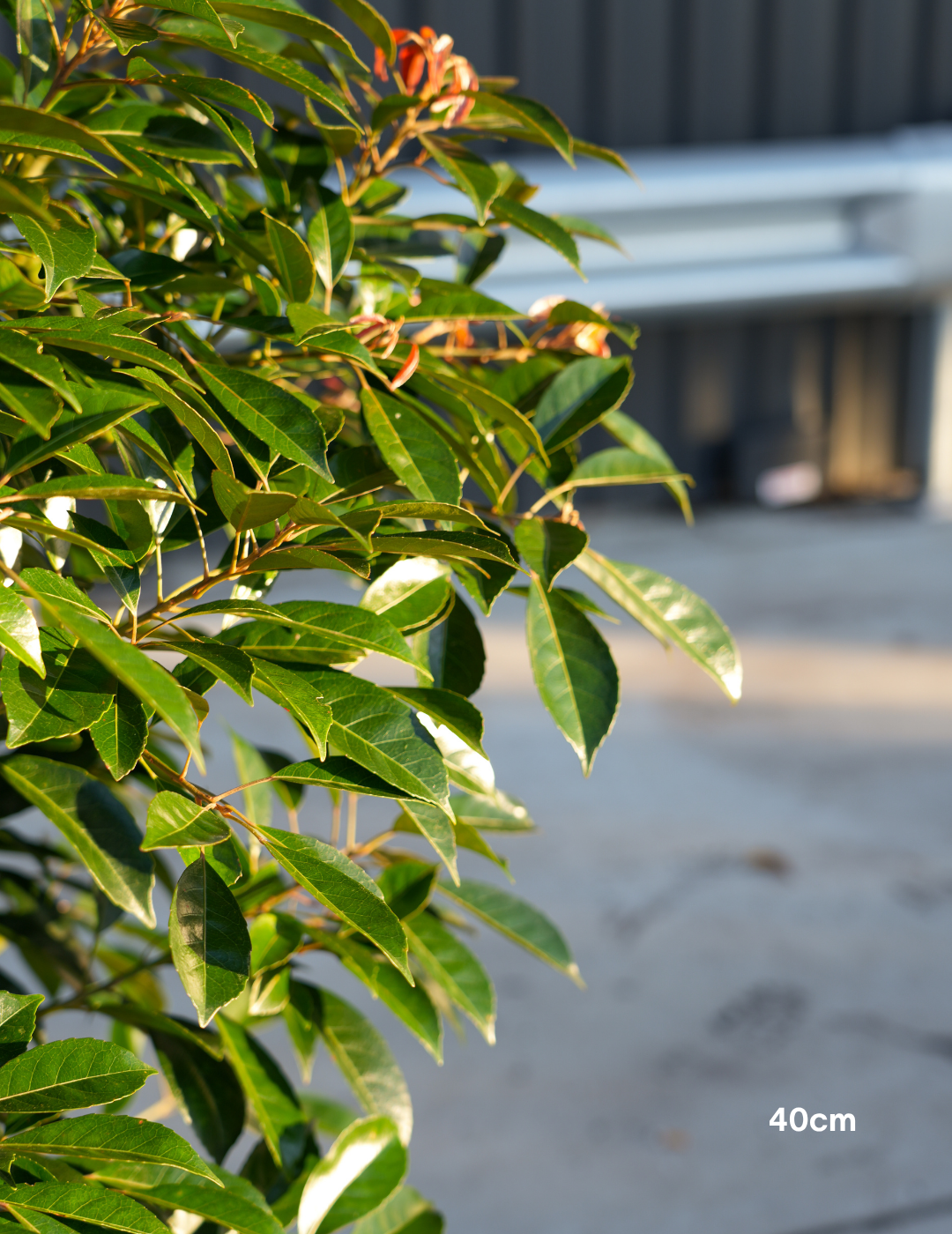 Elaeocarpus Eumundi - Evergreen Trees Direct