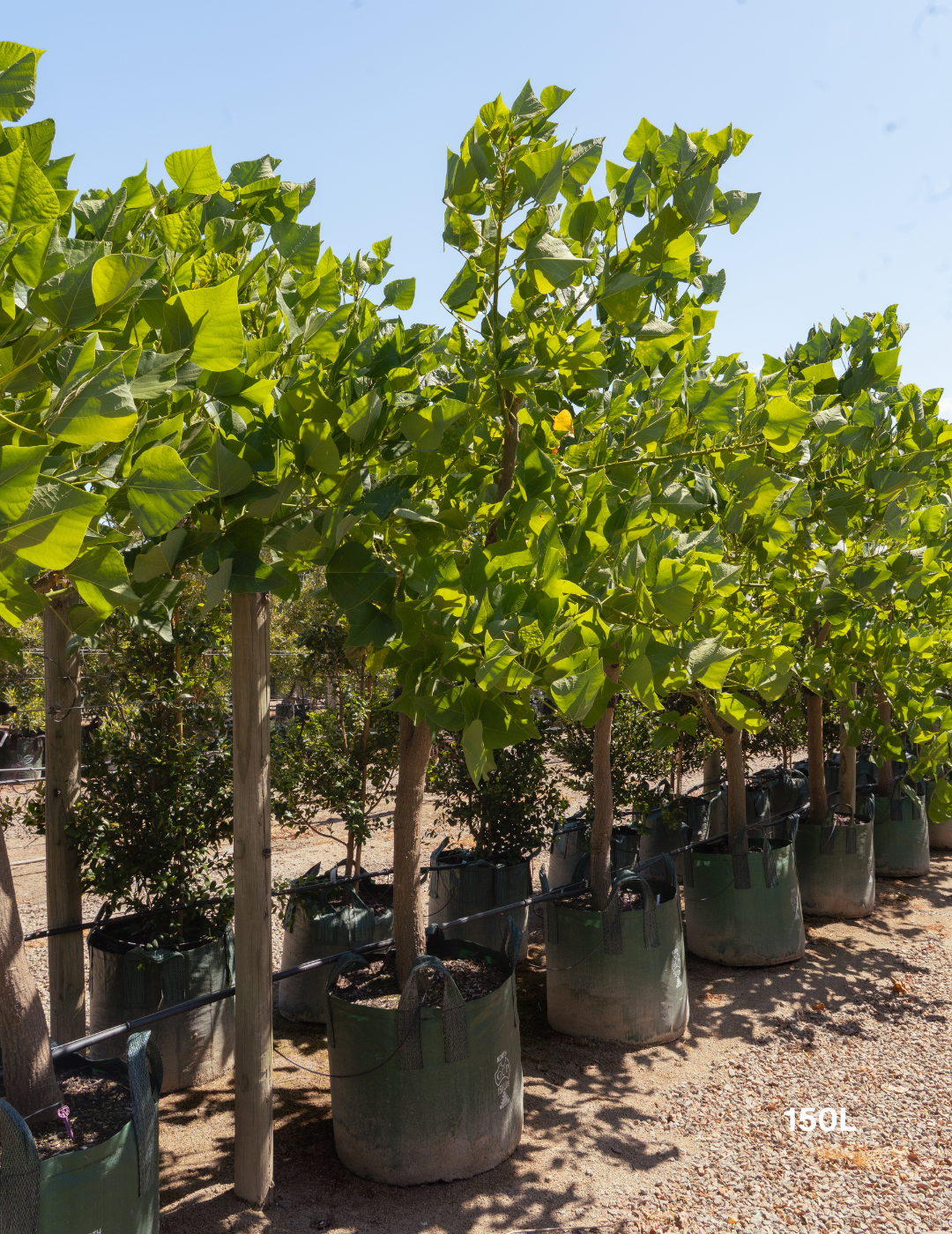 Erythrina indica – Indian Coral Tree - Evergreen Trees Direct