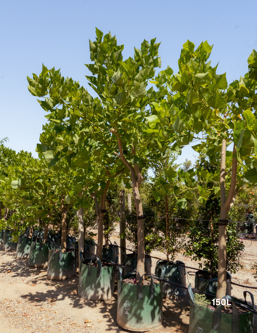 Erythrina indica – Indian Coral Tree - Evergreen Trees Direct