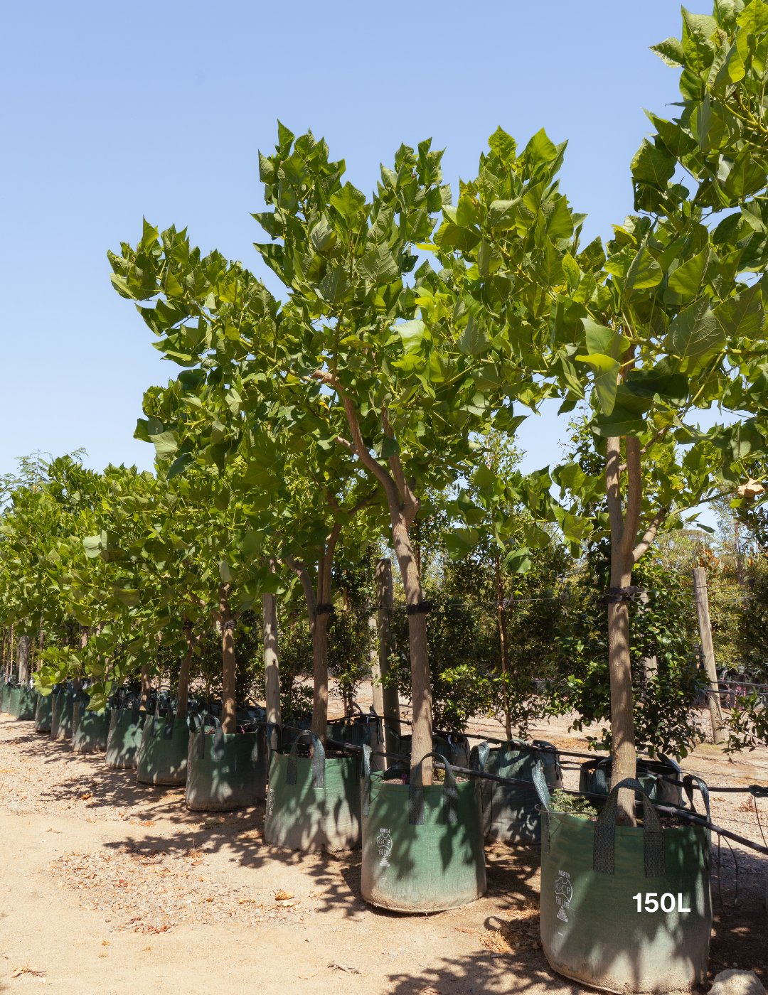Erythrina indica – Indian Coral Tree - Evergreen Trees Direct