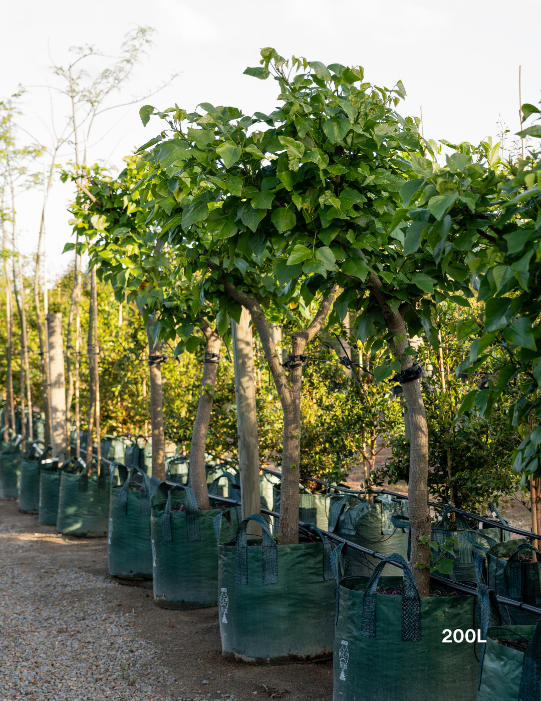 Erythrina indica – Indian Coral Tree - Evergreen Trees Direct
