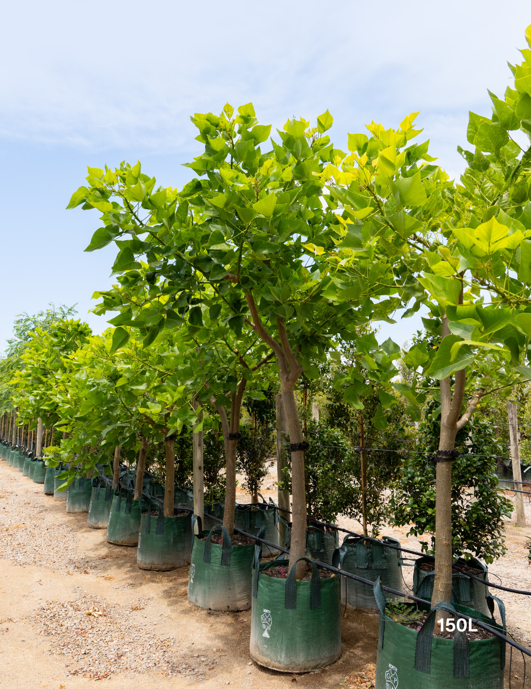 Erythrina indica – Indian Coral Tree - Evergreen Trees Direct