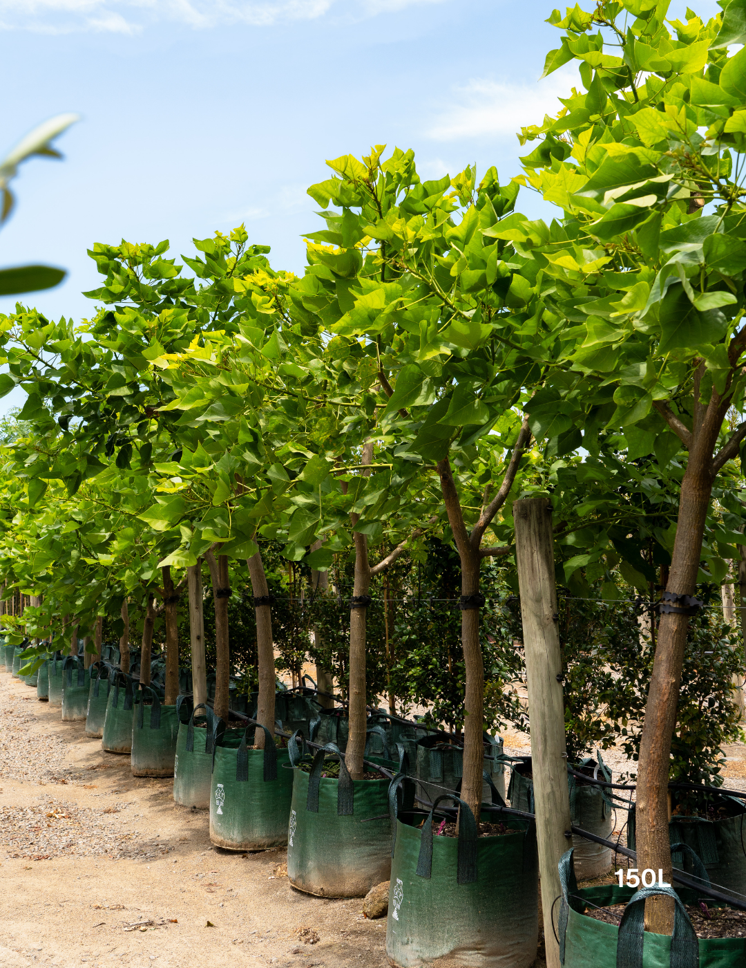 Erythrina indica – Indian Coral Tree - Evergreen Trees Direct