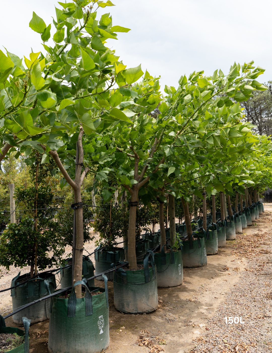 Erythrina indica – Indian Coral Tree - Evergreen Trees Direct