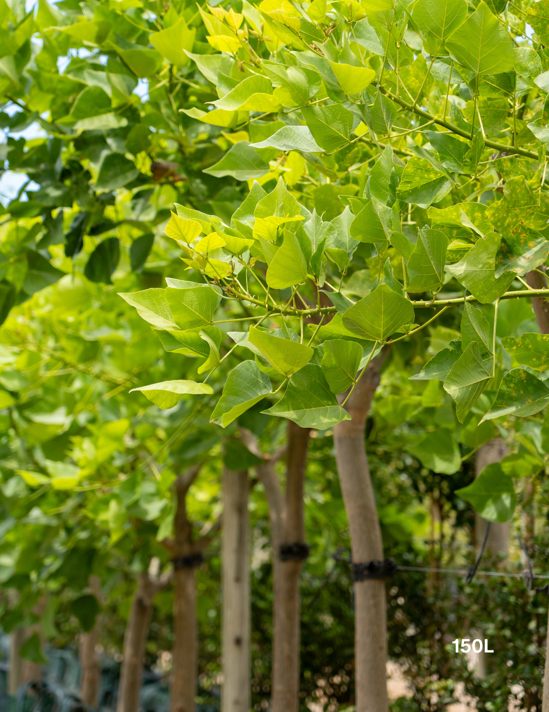 Erythrina indica – Indian Coral Tree - Evergreen Trees Direct