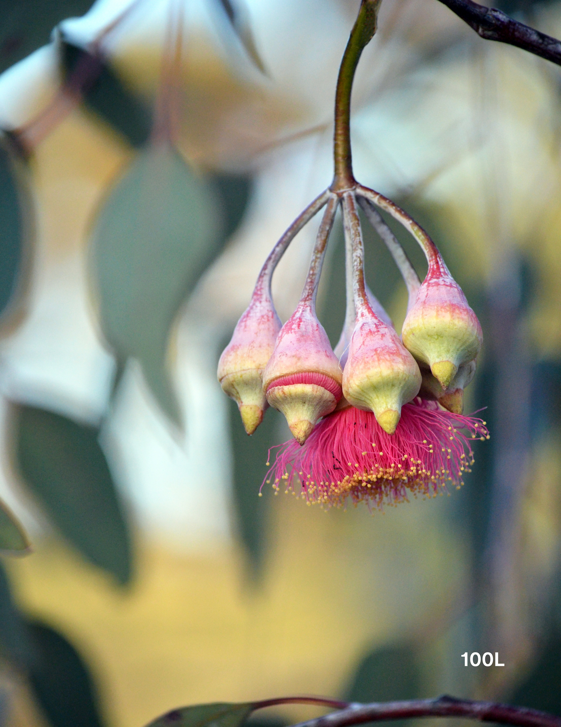 Eucalyptus caesia 'Silver Princess' - Silver Princess Gum - Evergreen Trees Direct