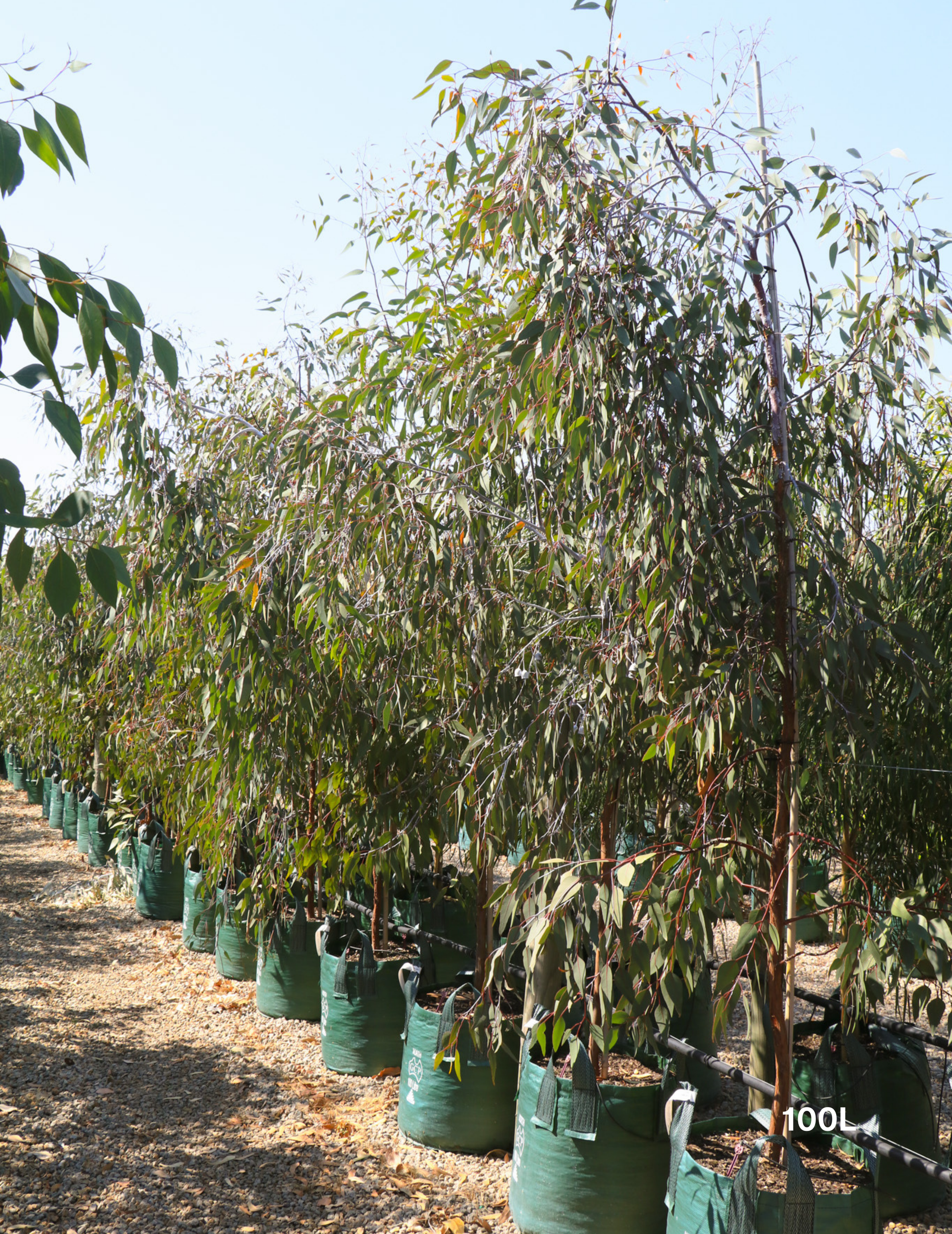 Eucalyptus caesia 'Silver Princess' - Silver Princess Gum - Evergreen Trees Direct