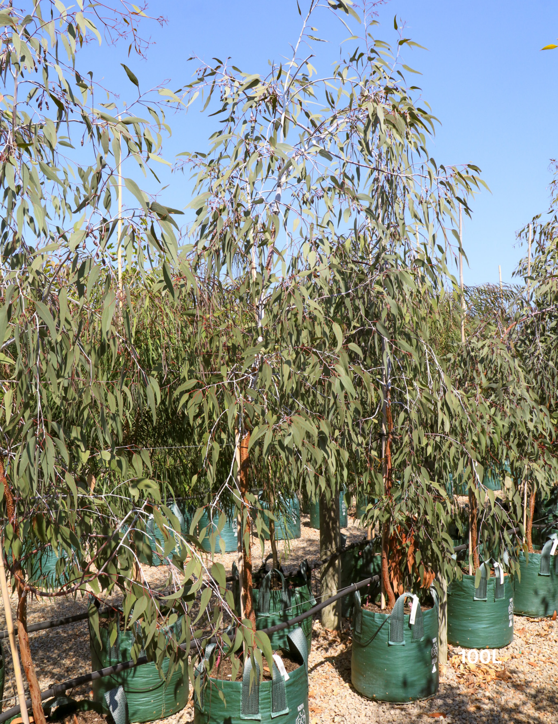 Eucalyptus caesia 'Silver Princess' - Silver Princess Gum - Evergreen Trees Direct