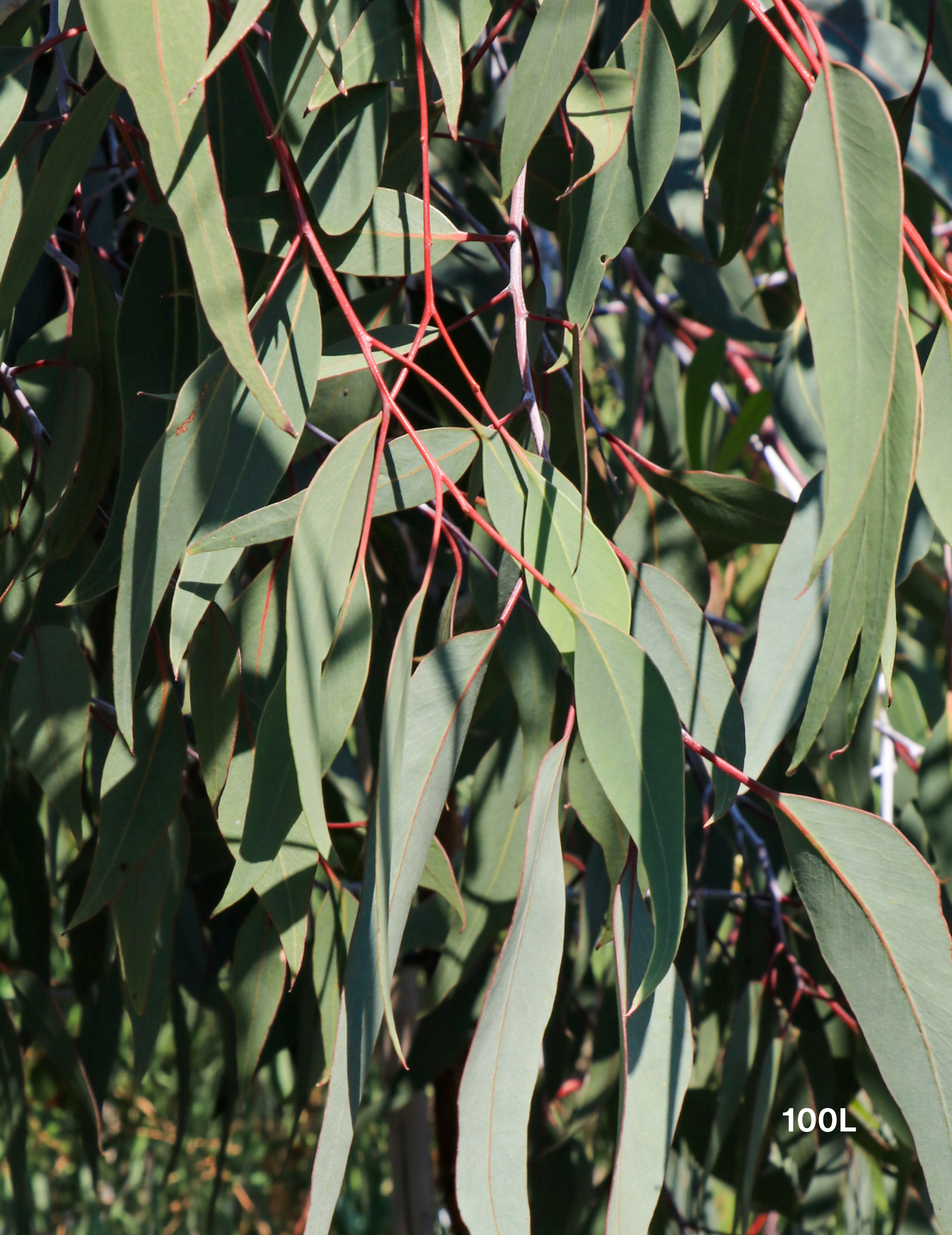 Eucalyptus caesia 'Silver Princess' - Silver Princess Gum - Evergreen Trees Direct