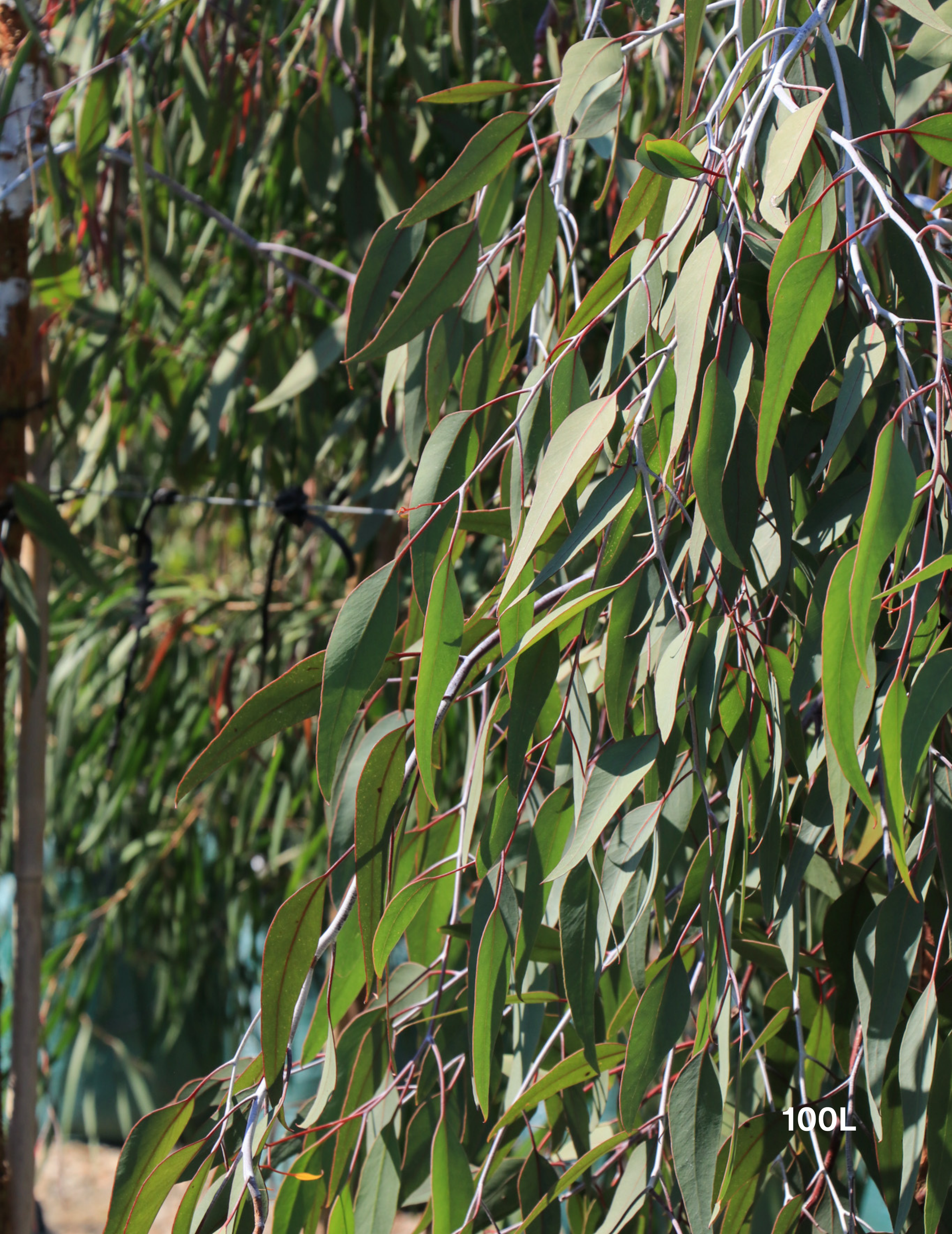 Eucalyptus caesia 'Silver Princess' - Silver Princess Gum - Evergreen Trees Direct
