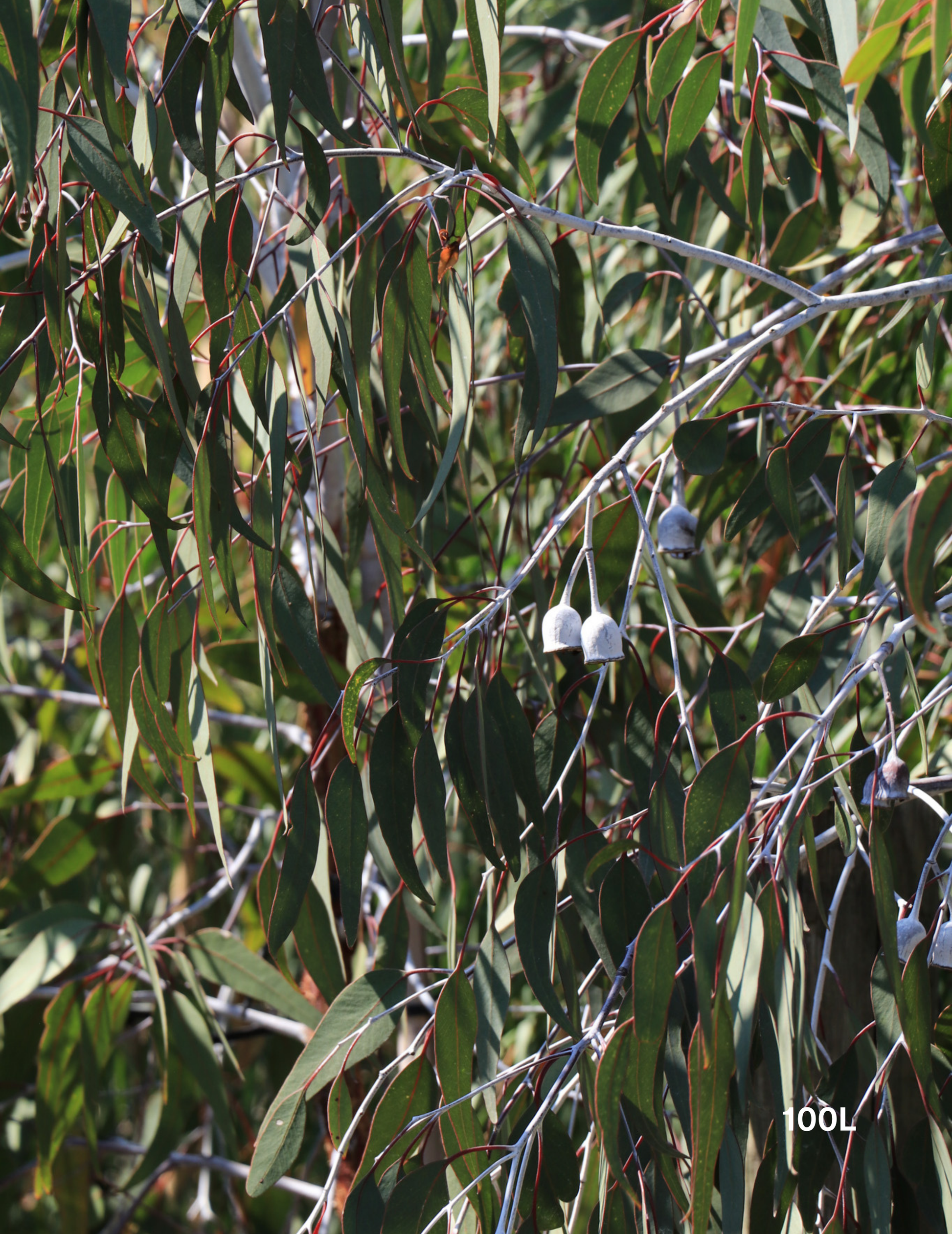 Eucalyptus caesia 'Silver Princess' - Silver Princess Gum - Evergreen Trees Direct