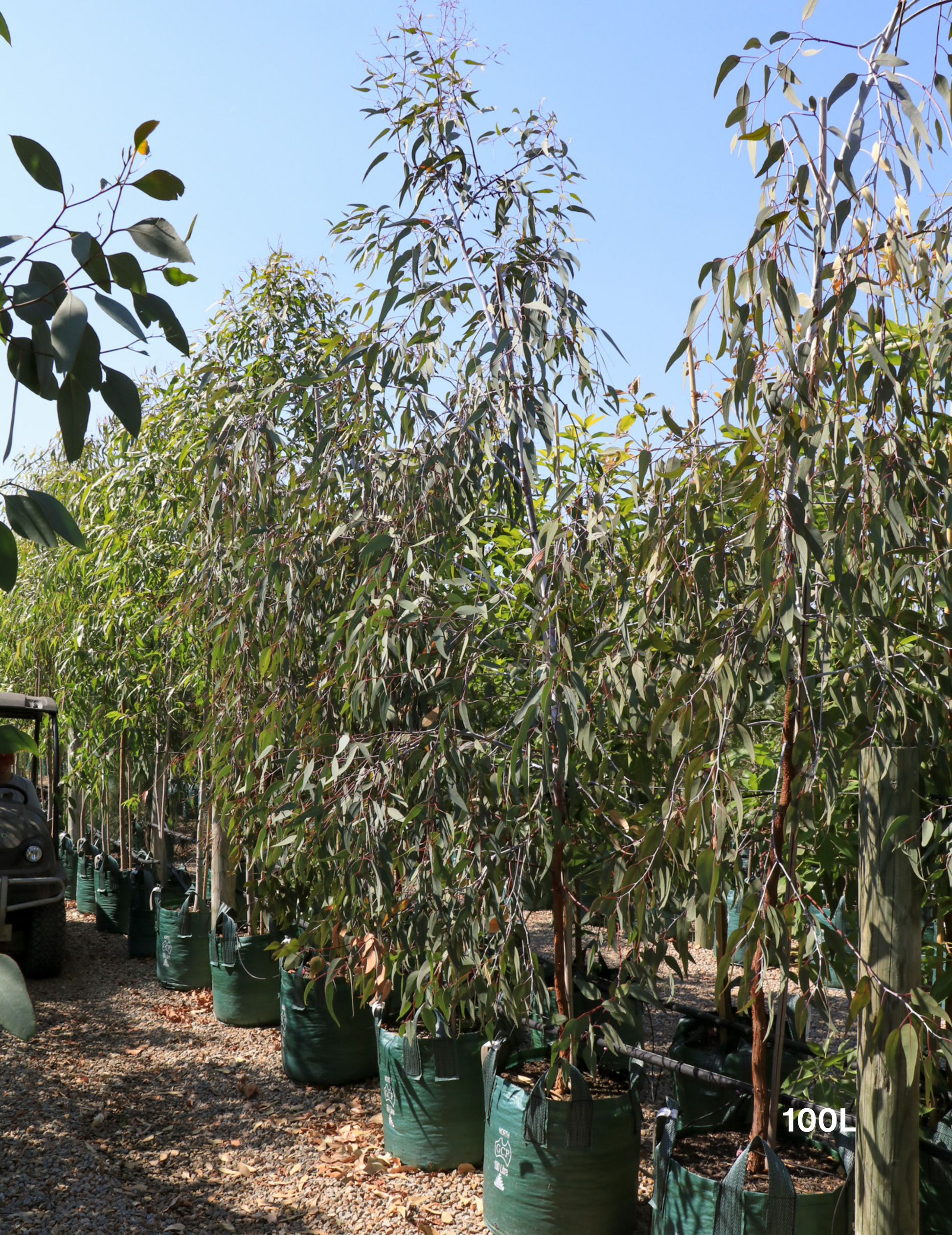 Eucalyptus caesia 'Silver Princess' - Silver Princess Gum - Evergreen Trees Direct
