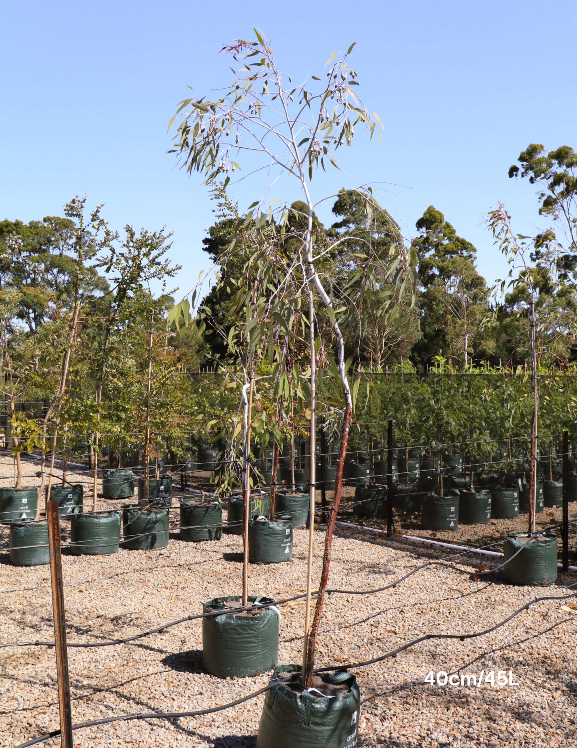 Eucalyptus caesia 'Silver Princess' - Silver Princess Gum - Evergreen Trees Direct