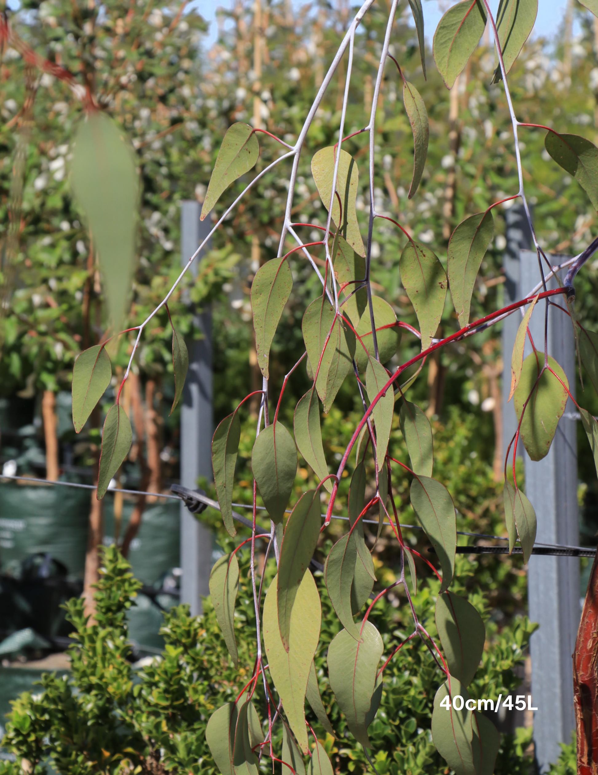 Eucalyptus caesia 'Silver Princess' - Silver Princess Gum - Evergreen Trees Direct